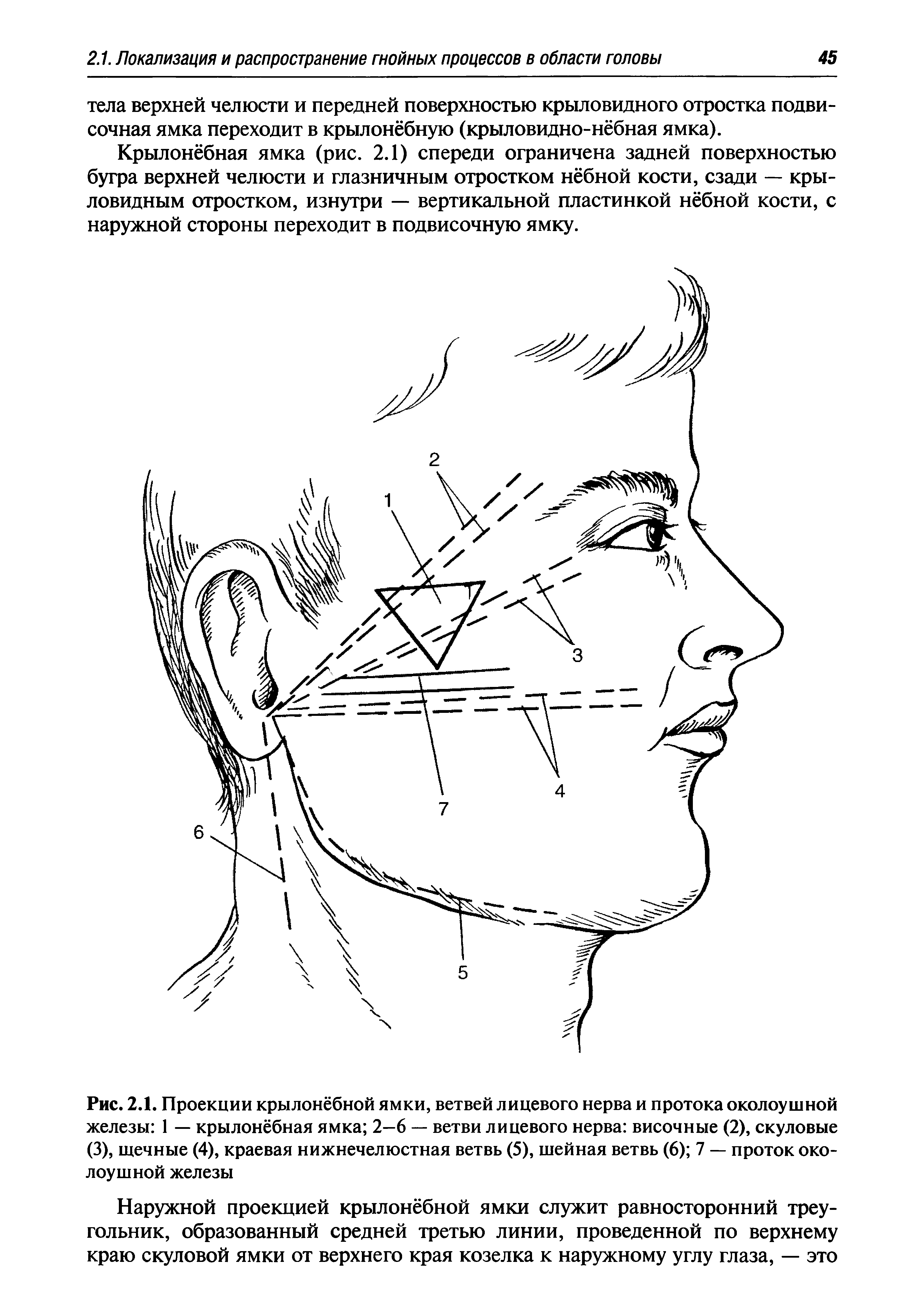 Рис. 2.1. Проекции крылонёбной ямки, ветвей лицевого нерва и протока околоушной железы 1 — крылонёбная ямка 2—6 — ветви лицевого нерва височные (2), скуловые (3), щечные (4), краевая нижнечелюстная ветвь (5), шейная ветвь (6) 7 — проток околоушной железы...
