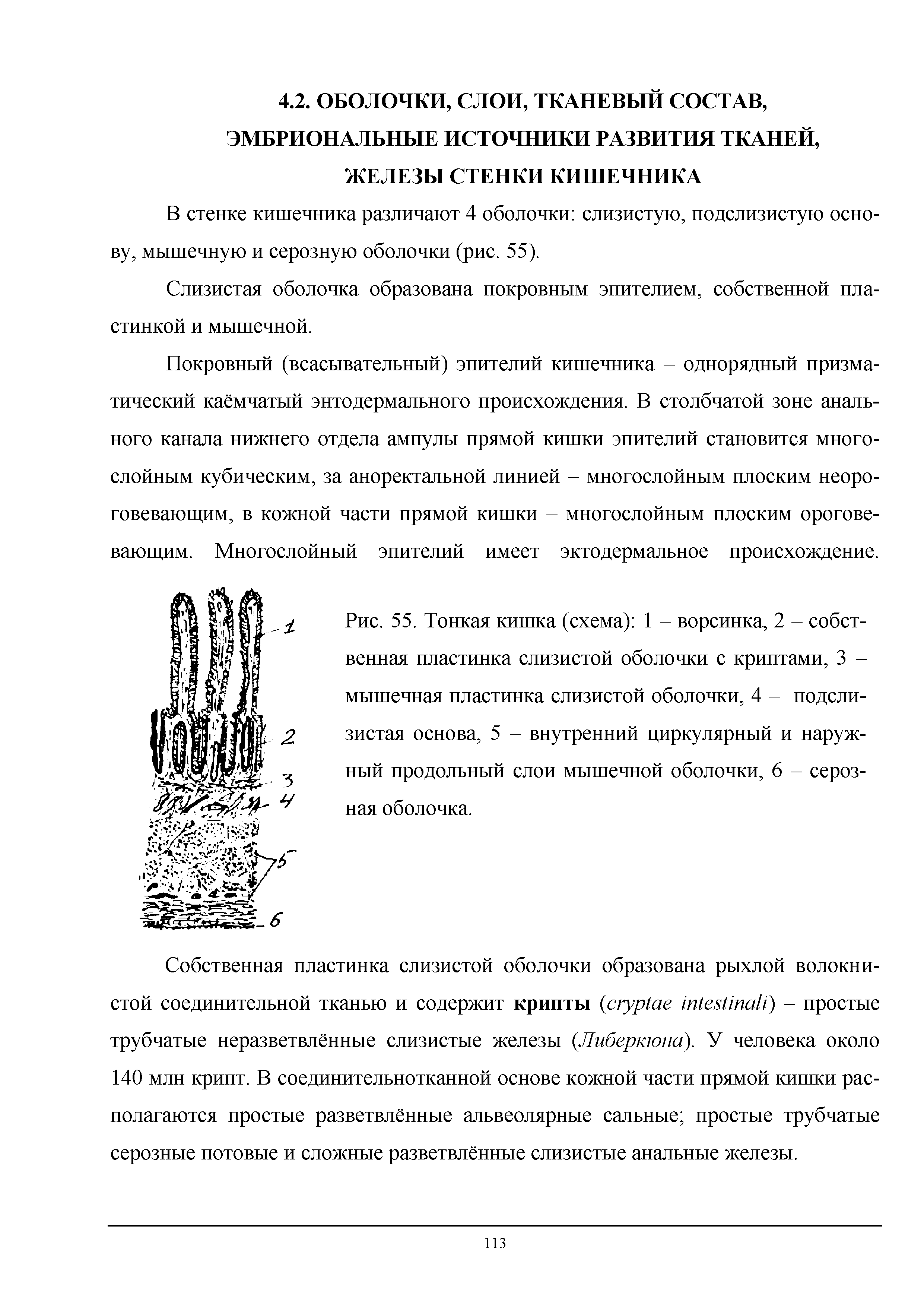 Рис. 55. Тонкая кишка (схема) 1 - ворсинка, 2 - собственная пластинка слизистой оболочки с криптами, 3 -мышечная пластинка слизистой оболочки, 4 - подслизистая основа, 5 - внутренний циркулярный и наружный продольный слои мышечной оболочки, 6 - серозная оболочка.