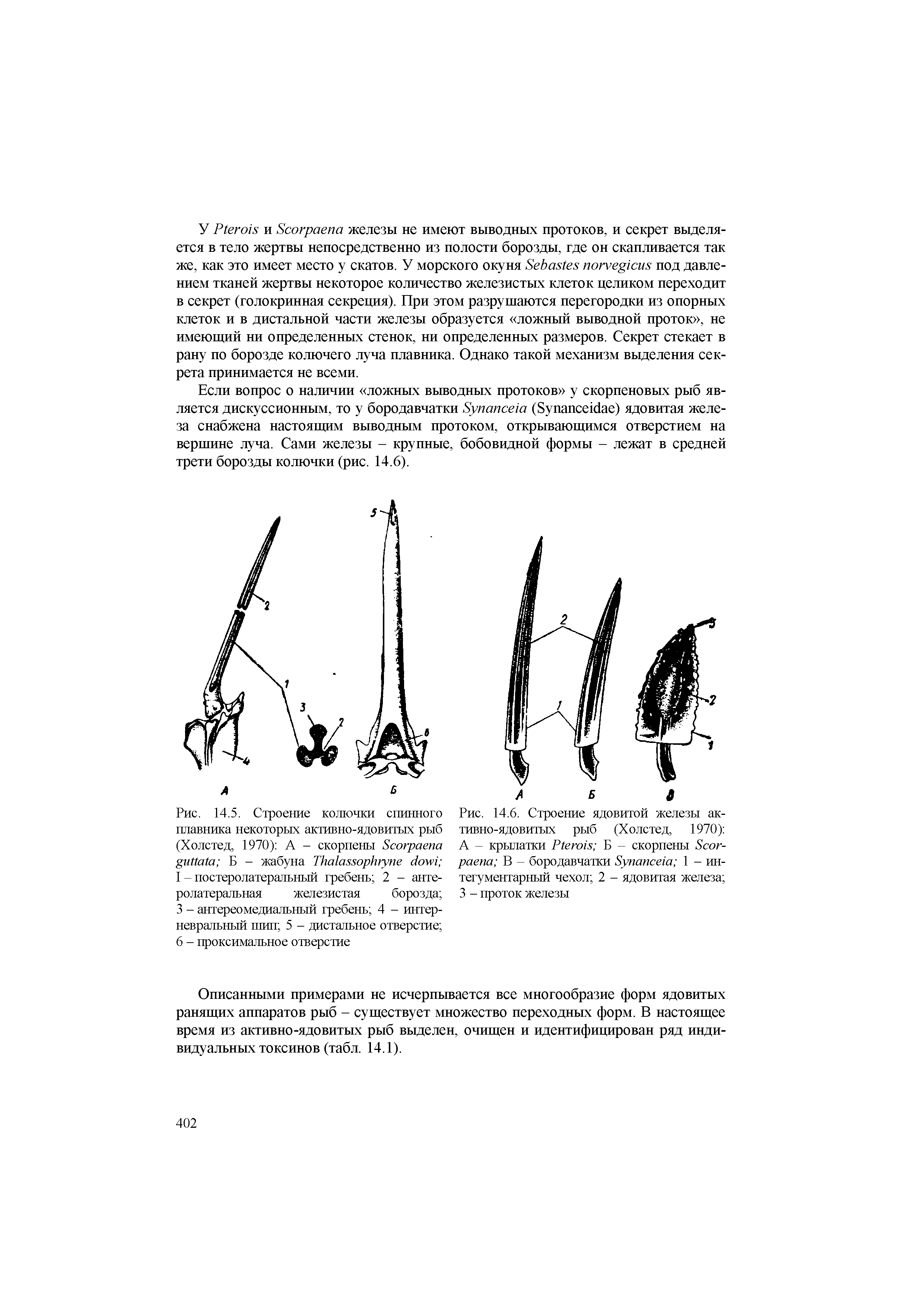 Рис. 14.6. Строение ядовитой железы активно-ядовитых рыб (Холстед, 1970) А - крылатки РГегом Б - скорпены Бсог-раепа В - бородавчатки Зупапсе1а 1 - ин-тегументарный чехол 2 - ядовитая железа 3 - проток железы...