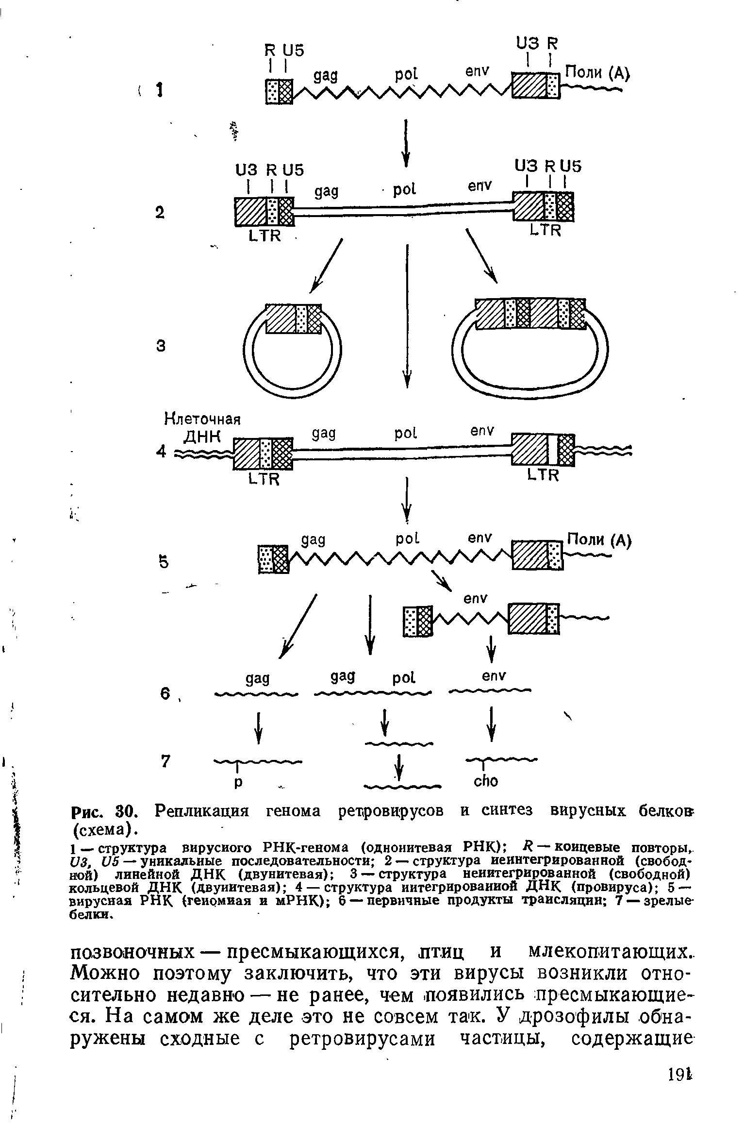 Рис. 30. Репликация генома ретровирусов и синтез вирусных белков (схема).