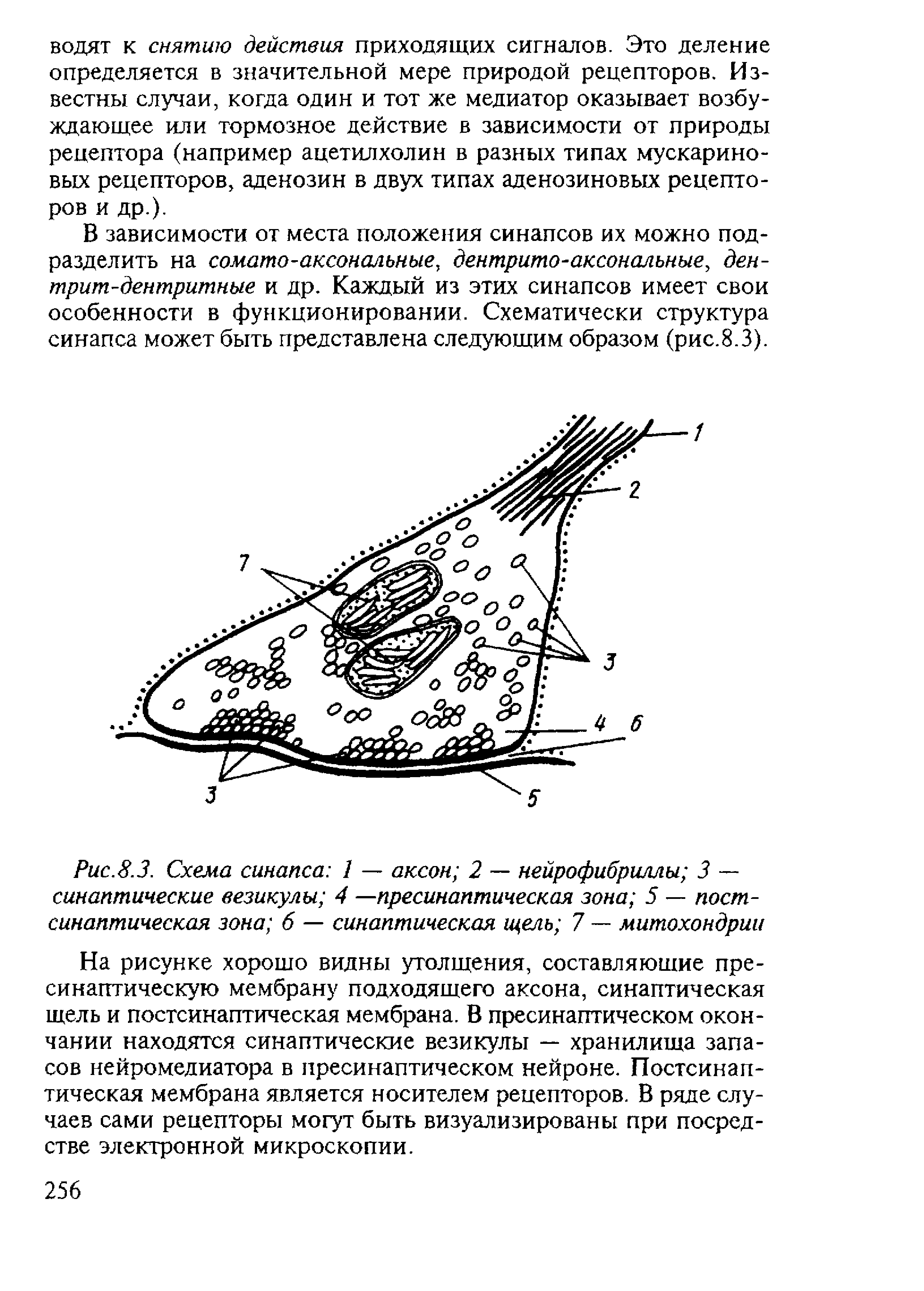 Рис.8.3. Схема синапса 1 — аксон 2 — нейрофибриллы 3 — синаптические везикулы 4 —пресинаптическая зона 5 — постсинаптическая зона 6 — синаптическая щель 7 — митохондрии...