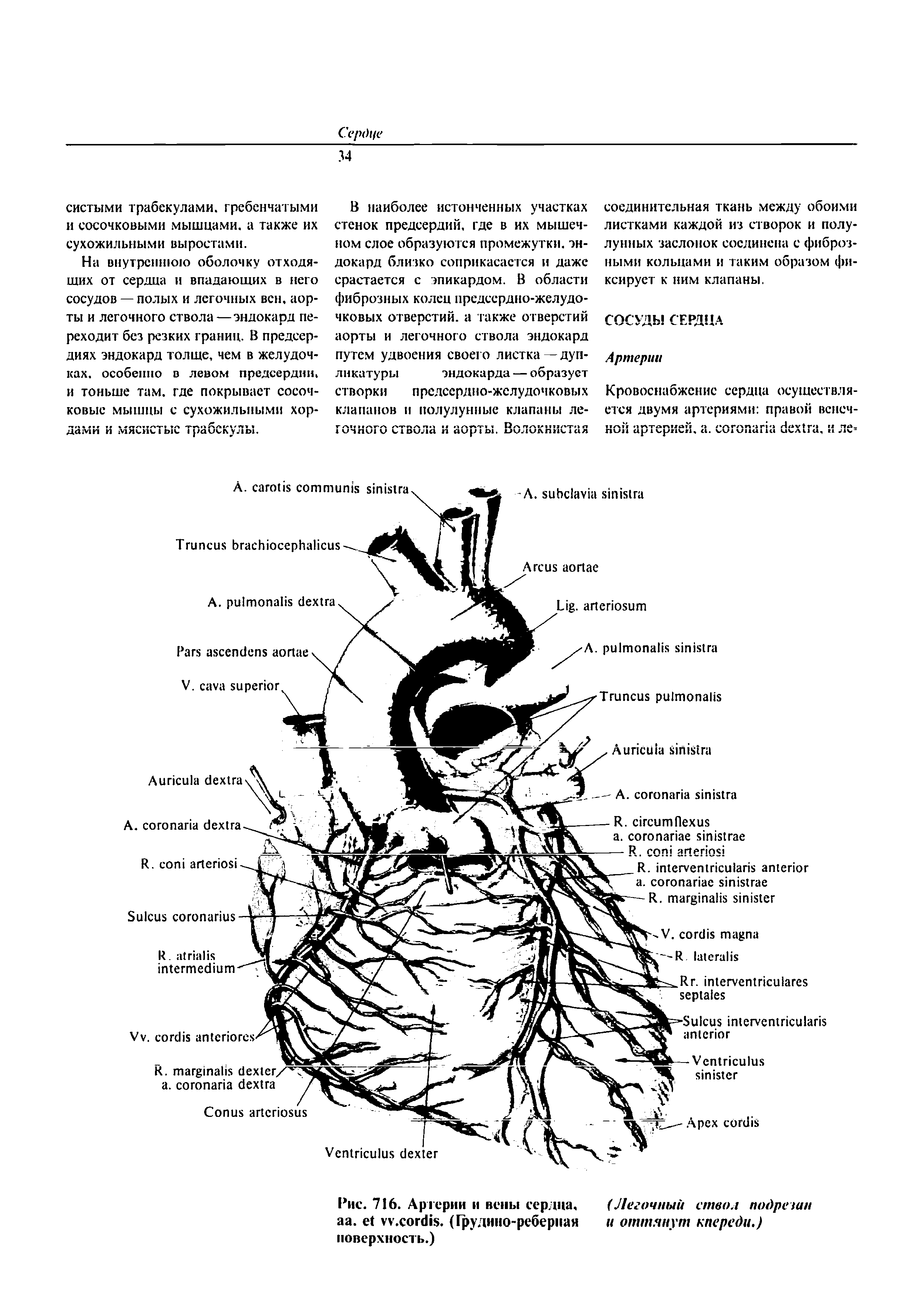 Рис. 716. Артерии и вены сердца. (Легочный ствол подрезан аа. у.согй1. (Грудино-реберная и оттянут кпереди.) поверхность.)...