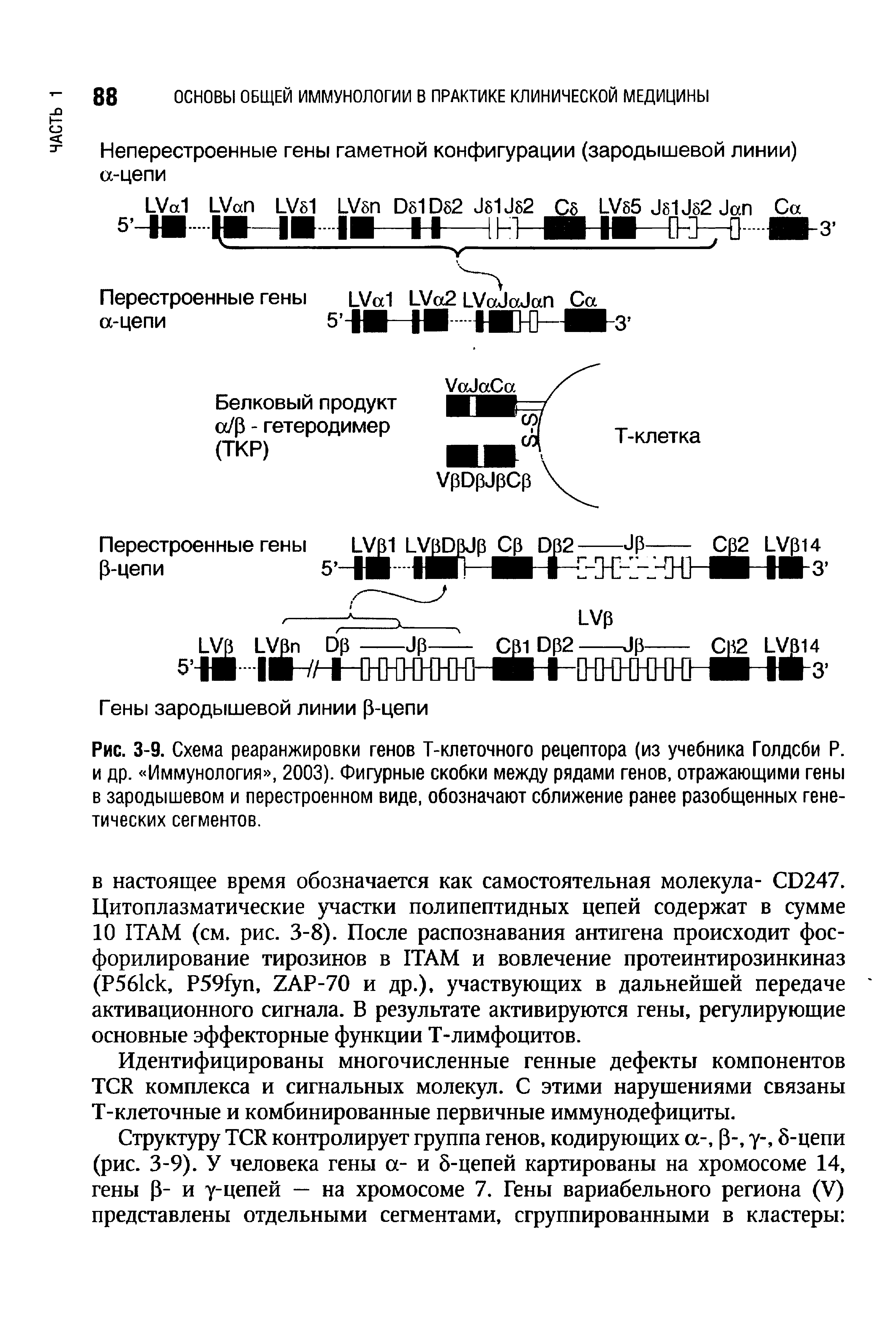 Рис. 3-9. Схема реаранжировки генов Т-клеточного рецептора (из учебника Голдсби Р. и др. Иммунология , 2003). Фигурные скобки между рядами генов, отражающими гены в зародышевом и перестроенном виде, обозначают сближение ранее разобщенных генетических сегментов.