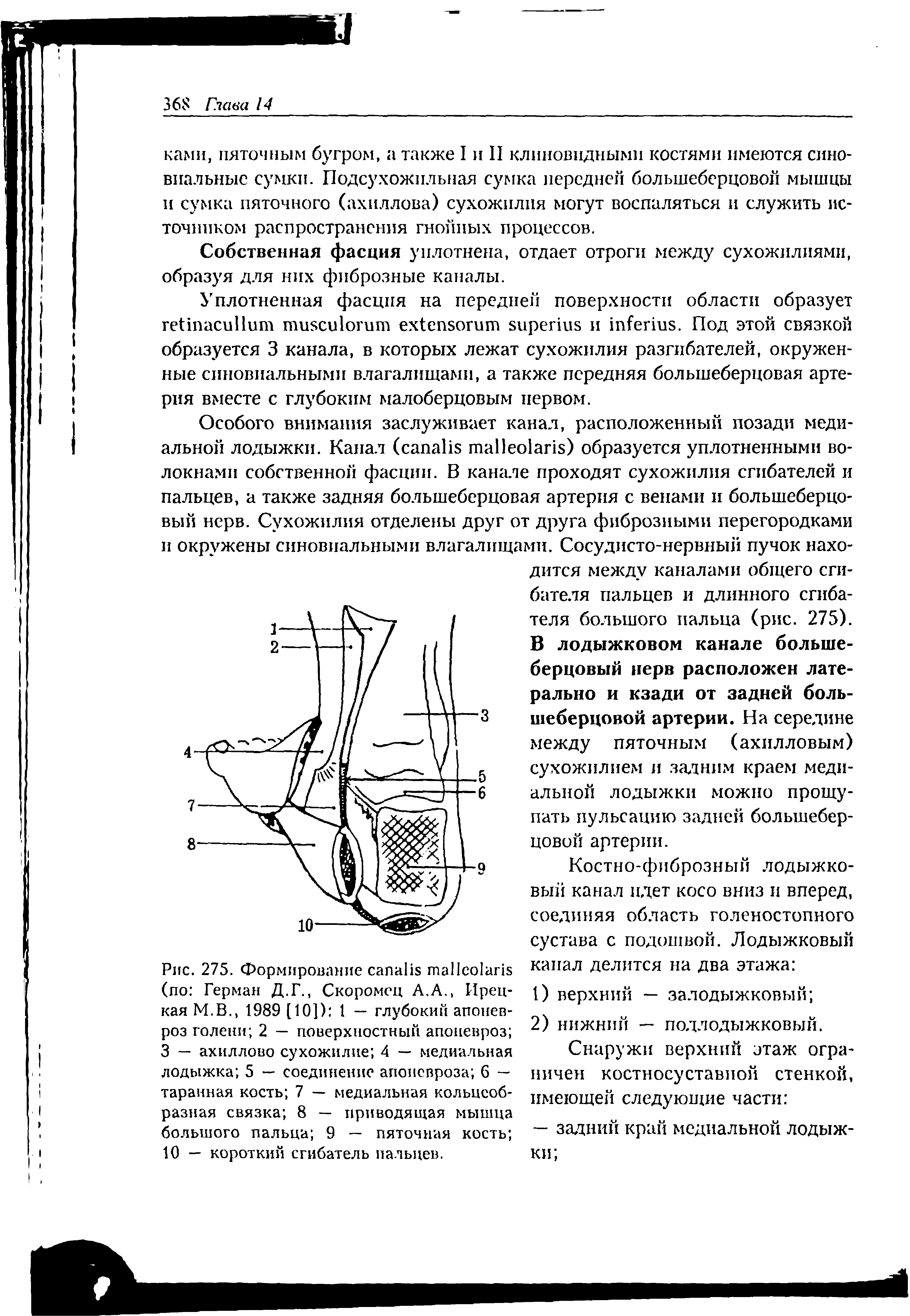 Рис. 275. Формирование сапаИв таПсоЬпя (по Герман Д.Г., Скоромен А.А., Крепкая М.В., 1989 [10]) 1 — глубокий апоневроз голени 2 — поверхностный апоневроз 3 — ахиллово сухожилие 4 — медиальная лодыжка 5 — соединение апоневроза 6 — таранная кость 7 — медиальная кольцеобразная связка 8 — приводящая мышца большого пальца 9 — пяточная кость 10 — короткий сгибатель пальцев.