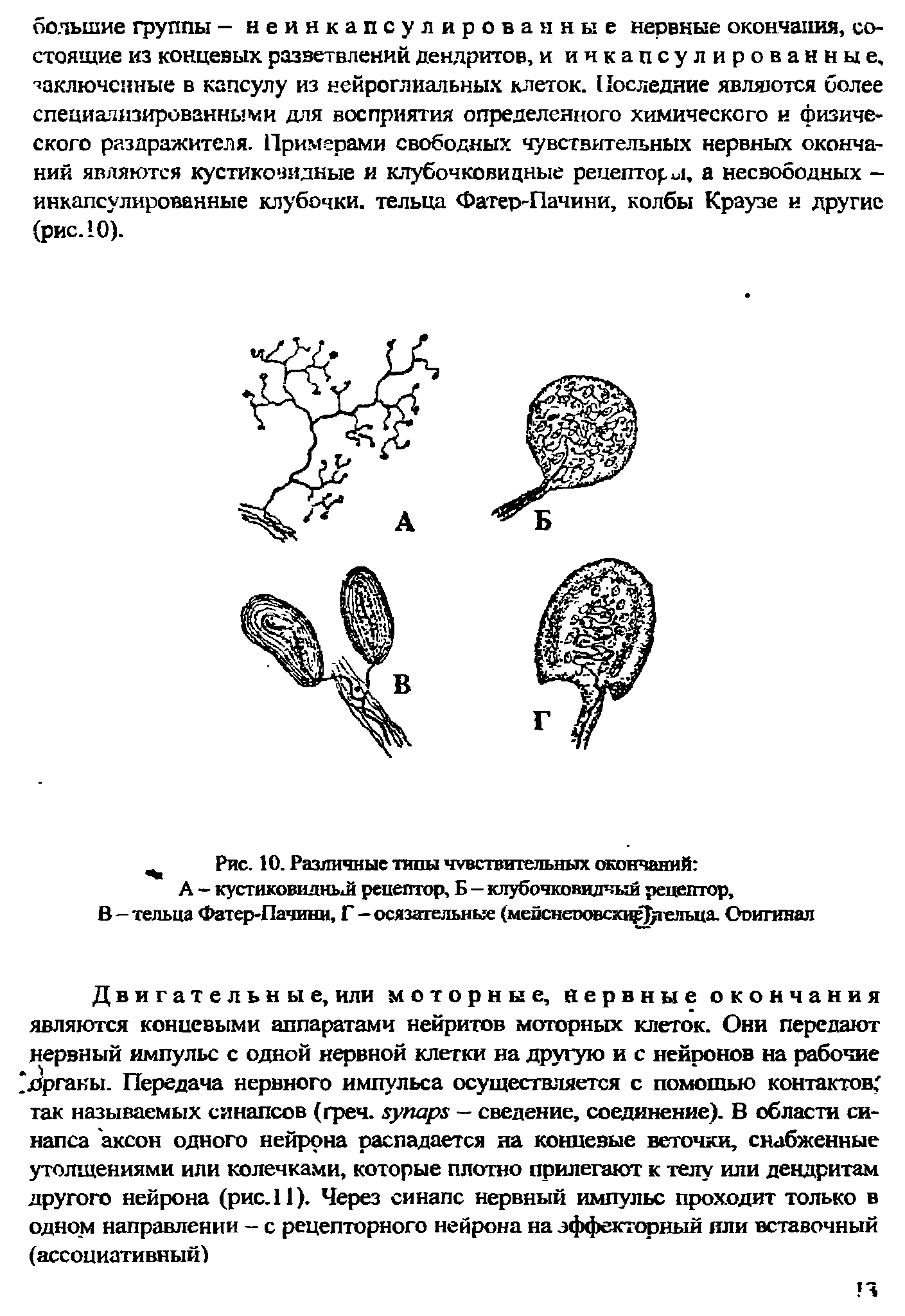 Рис. 10. Различные типы чувствительных окончаний А — кустиковидный рецептор, Б — клубочковидчыи рецептор, В - тельца Фатер-Пачини, Г - осязательные (меиснегювсю гельца. Ооитинал...