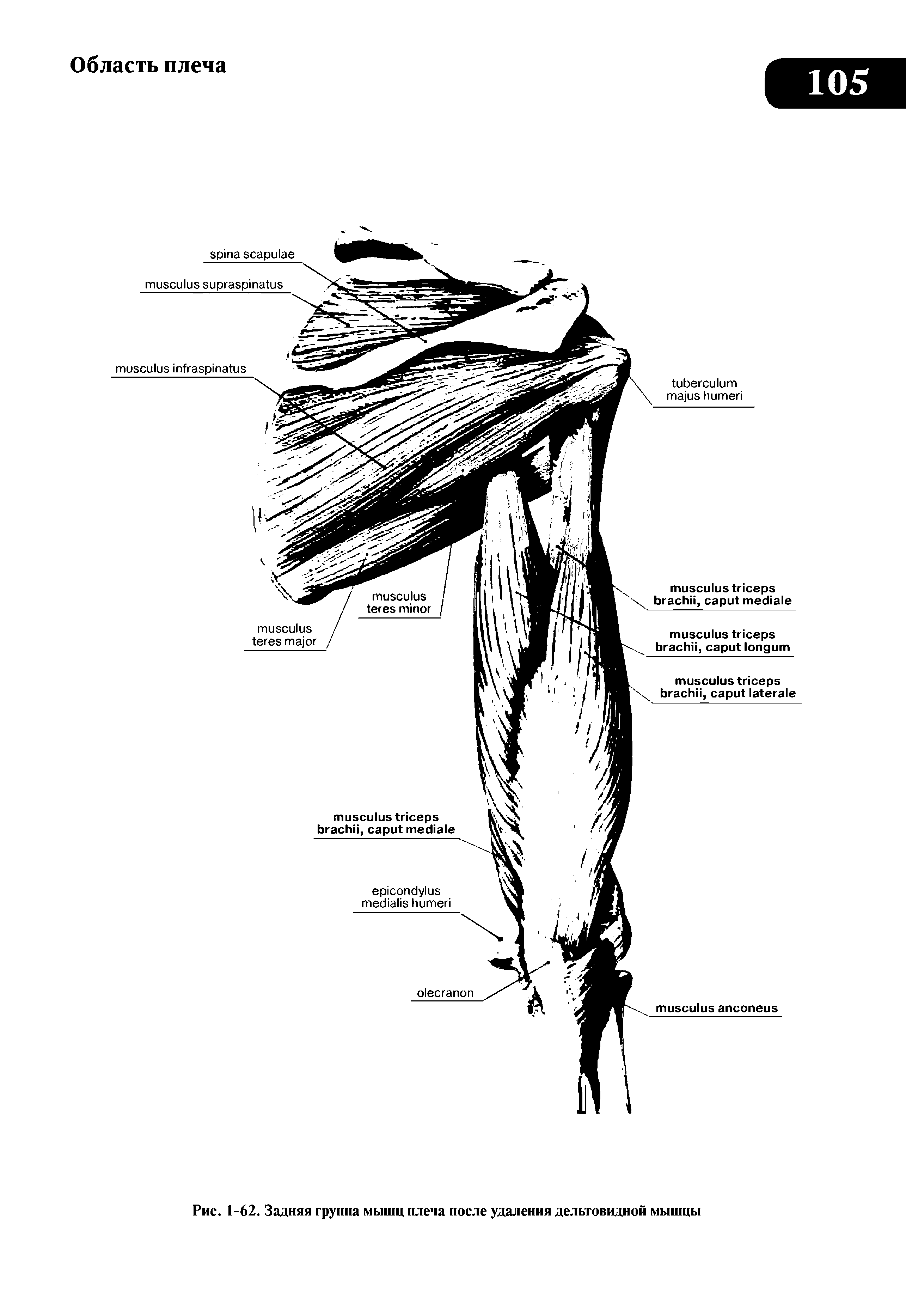 Рис. 1-62. Задняя группа мышц плеча после удаления дельтовидной мышцы...