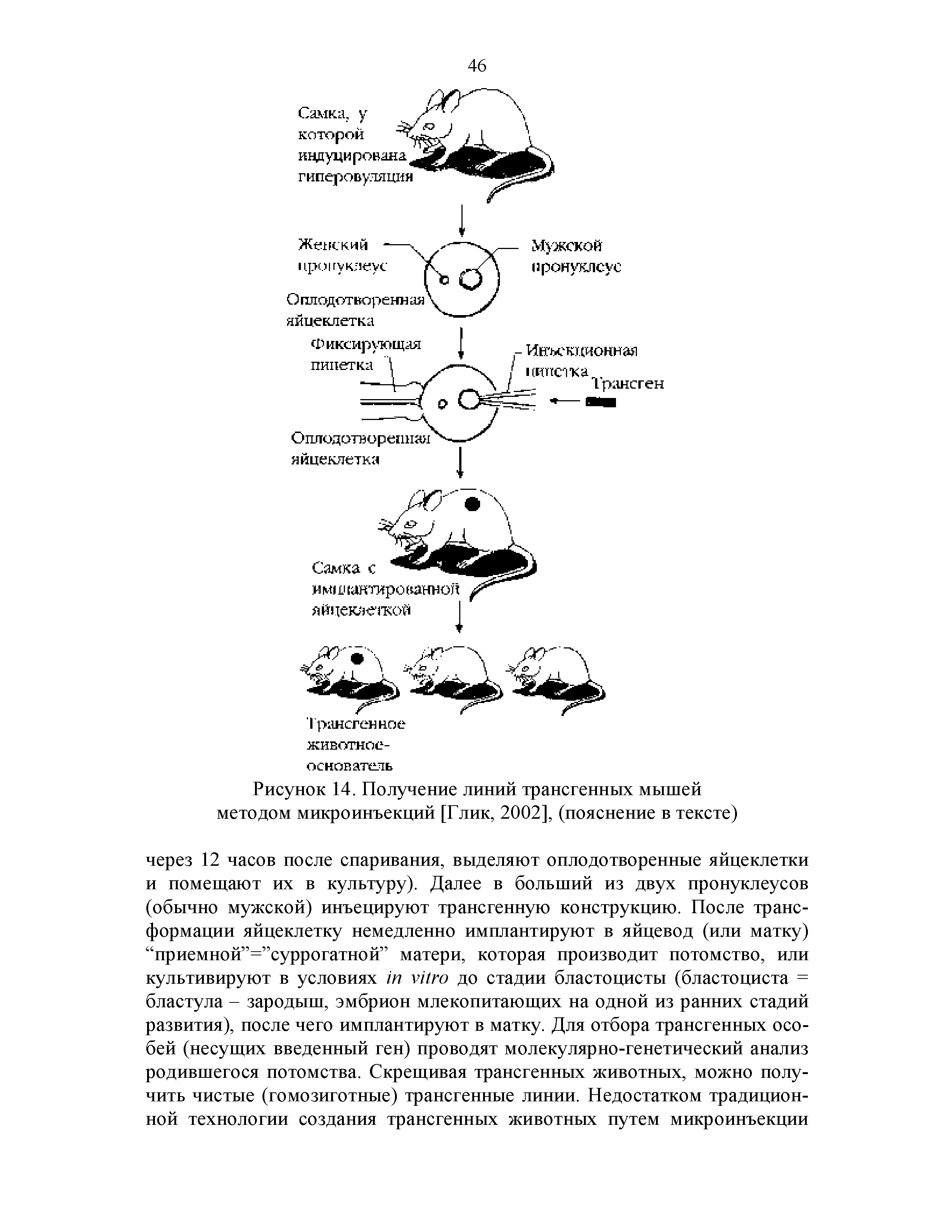 Рисунок 14. Получение линий трансгенных мышей методом микроинъекций [Глик, 2002], (пояснение в тексте)...