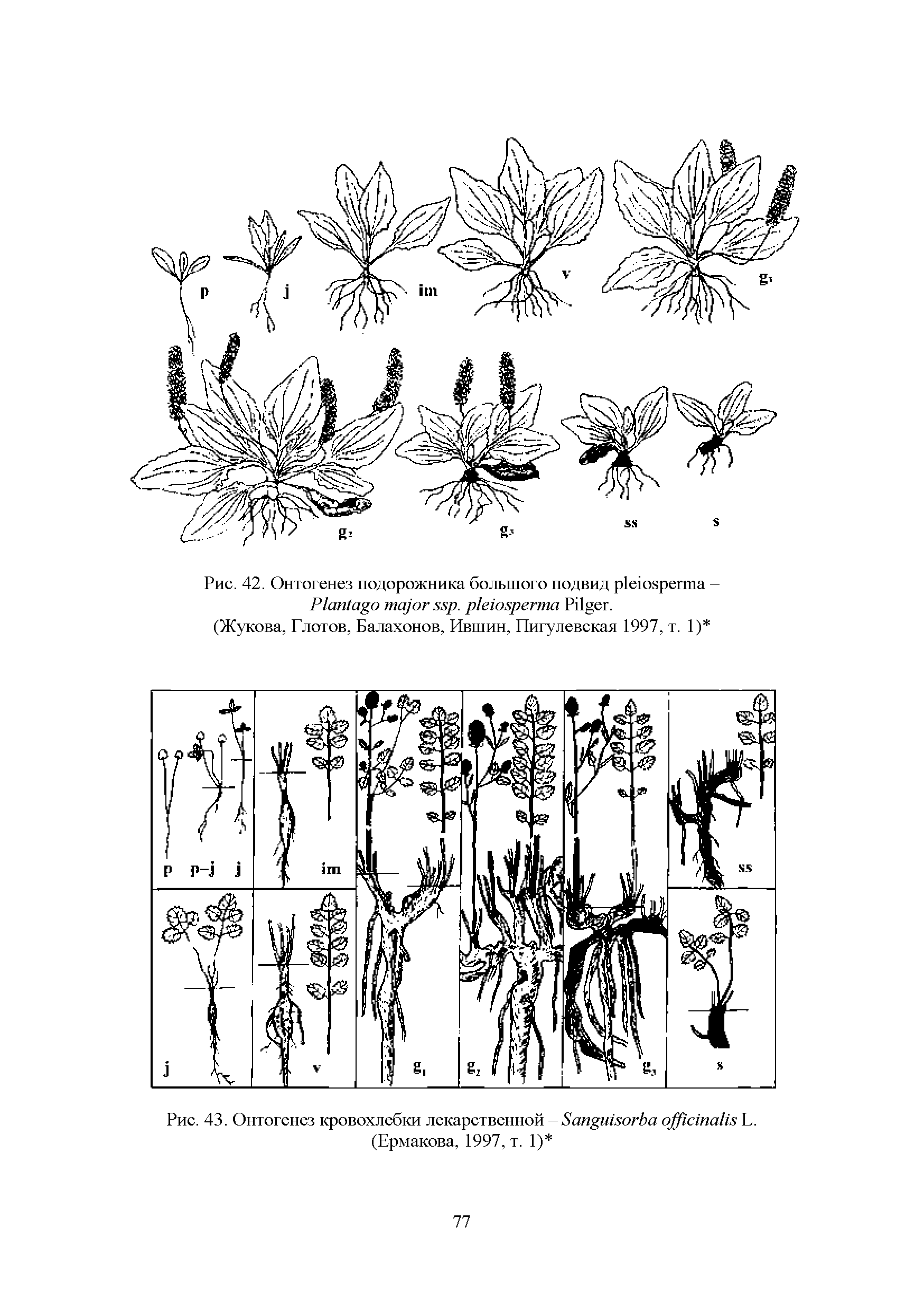 Рис. 43. Онтогенез кровохлебки лекарственной - S L. (Ермакова, 1997, т. 1) ...