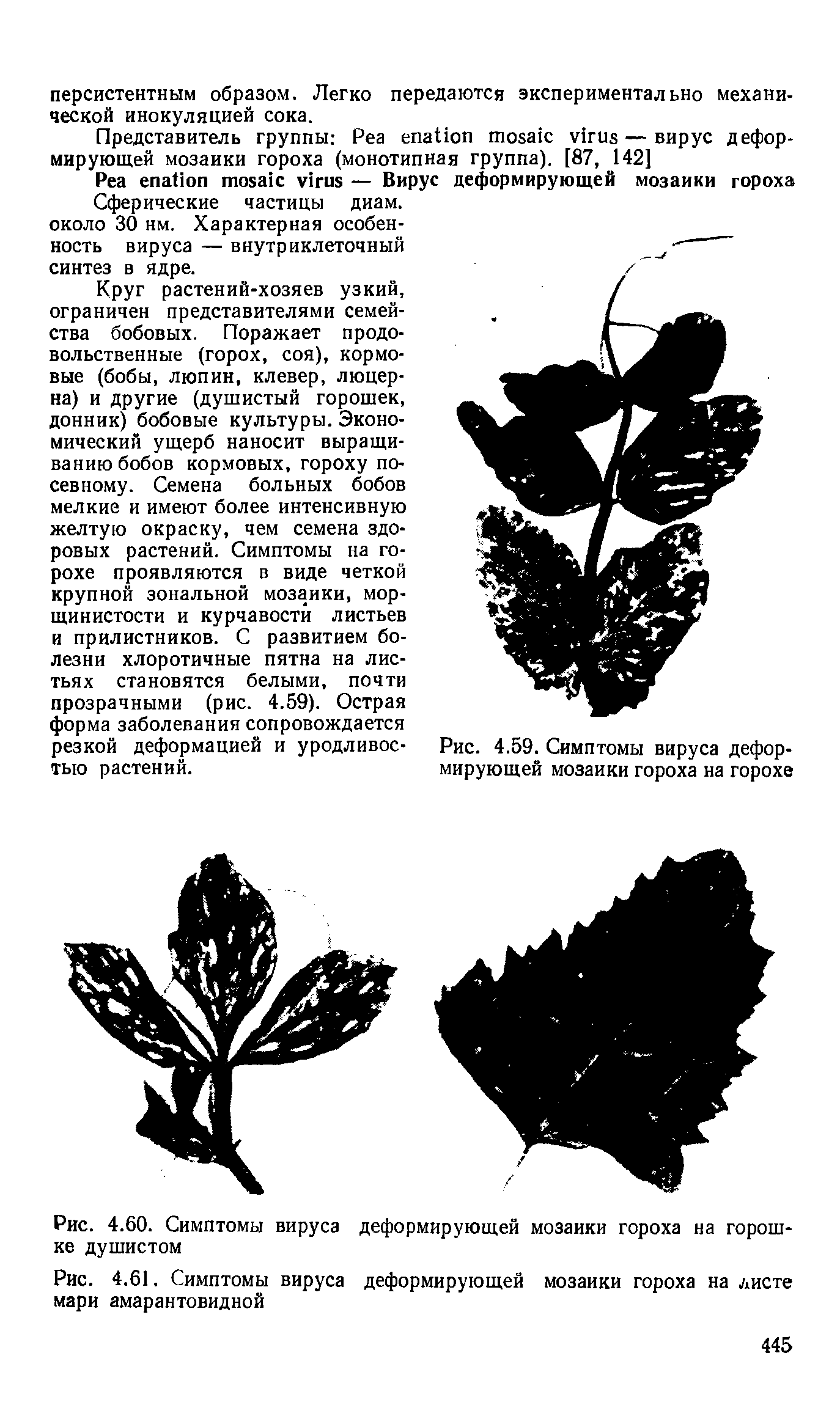 Рис. 4.59. Симптомы вируса деформирующей мозаики гороха на горохе...