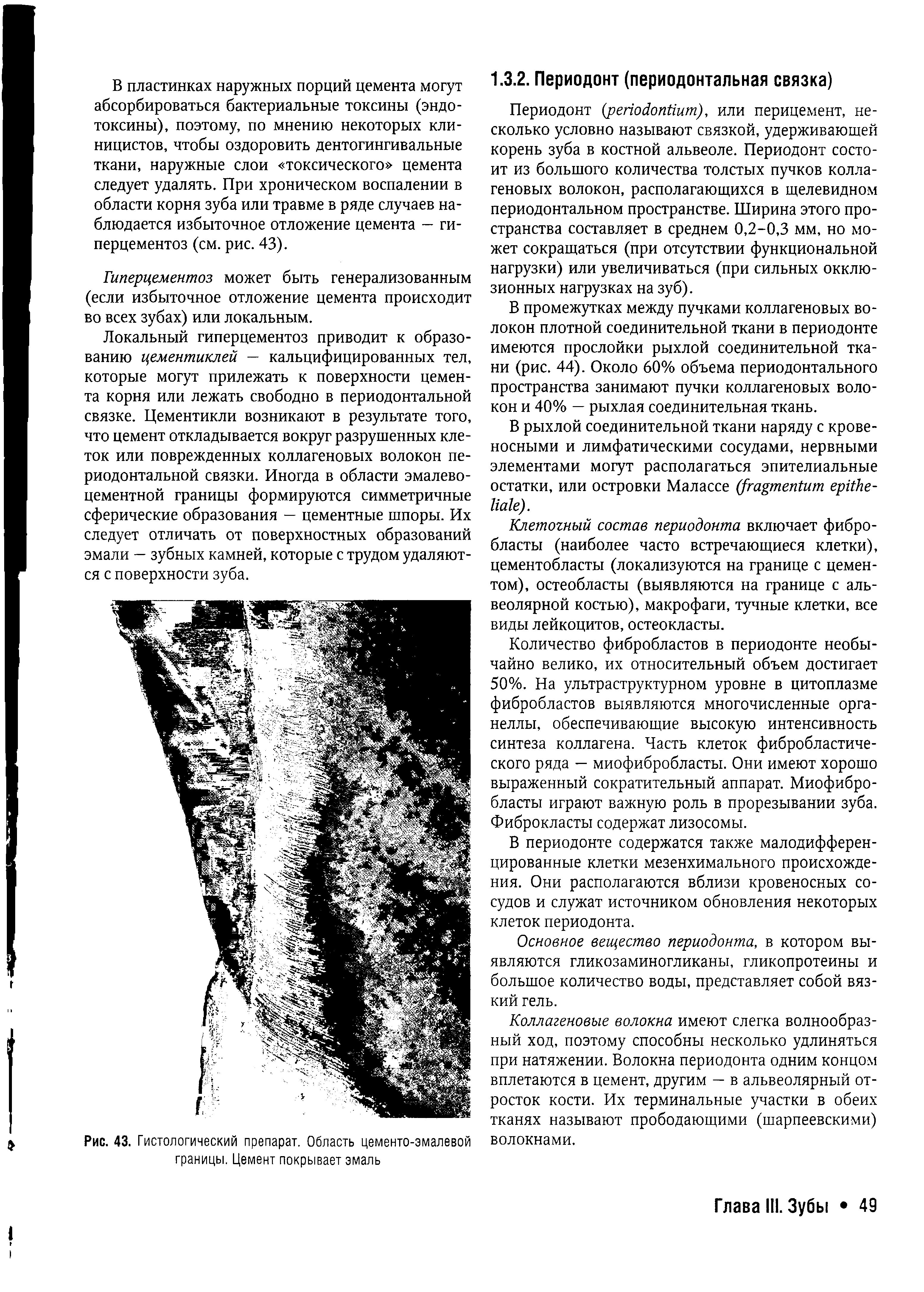 Рис. 43. Гистологический препарат. Область цементо-эмалевой границы. Цемент покрывает эмаль...