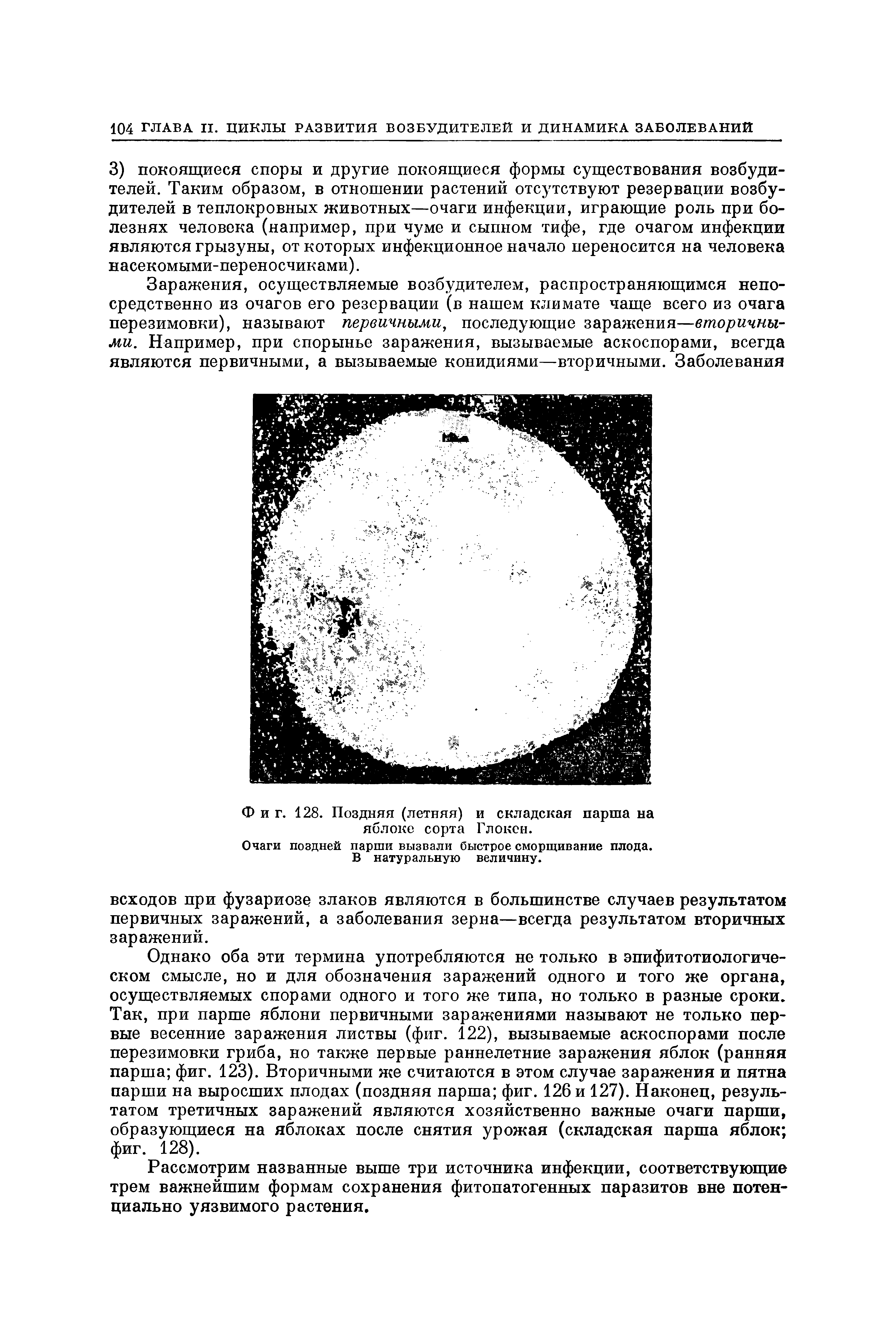 Фиг. 128. Поздняя (летняя) и складская парша на яблоке сорта Глокон.