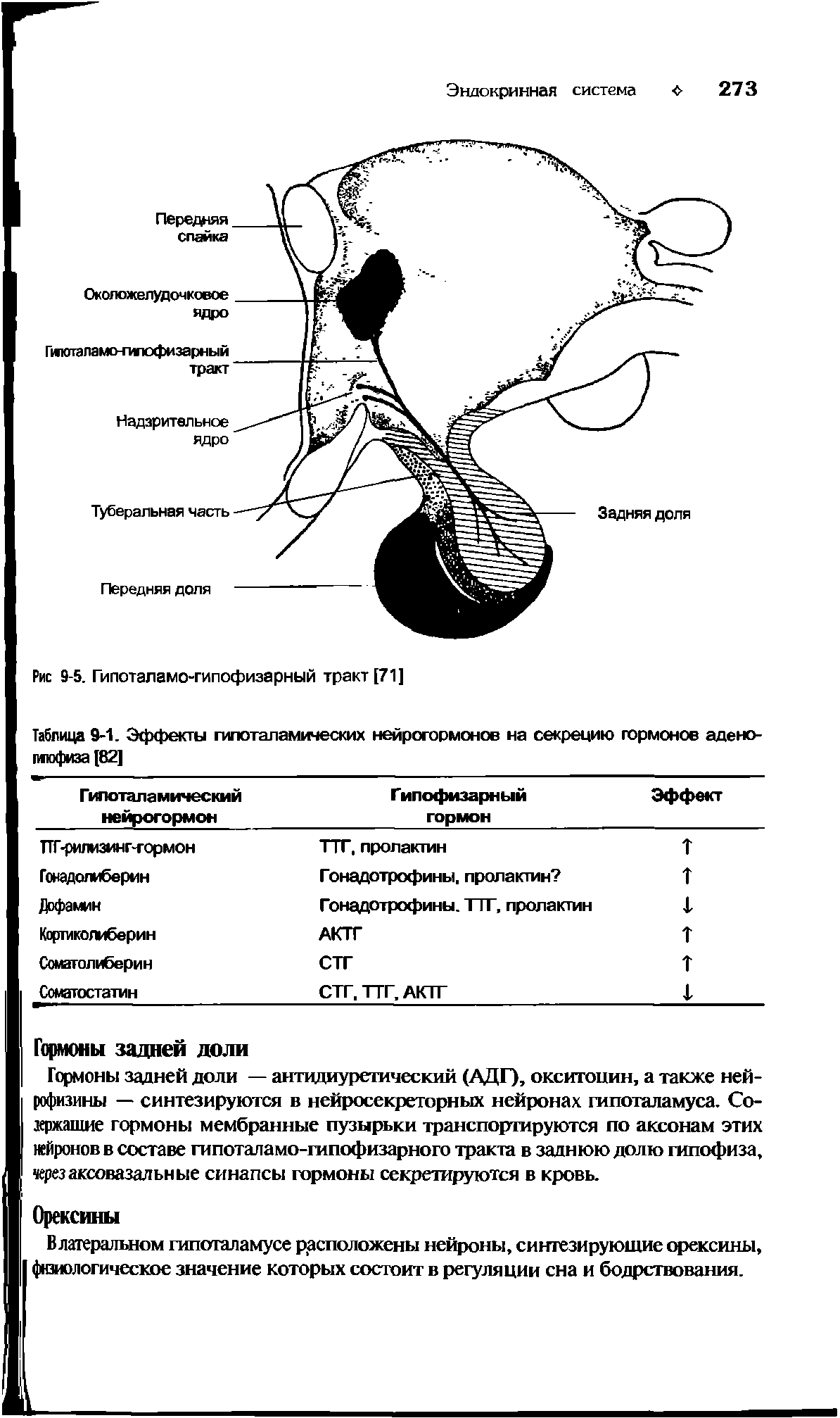Таблица 9-1. Эффекты гипоталамических нейрогормонов на секрецию гормонов адено-мюфиза[82]...