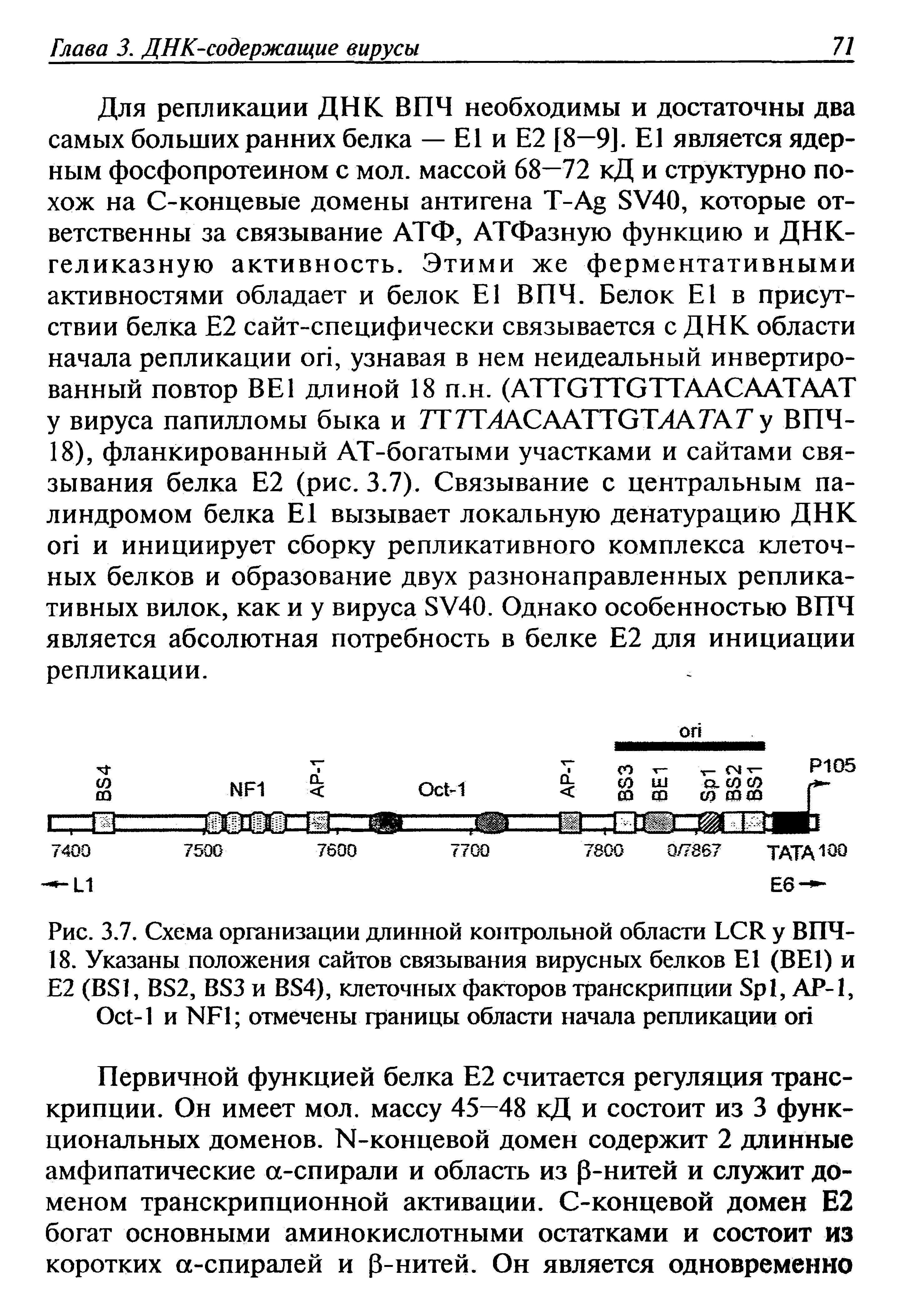 Рис. 3.7. Схема организации длинной контрольной области LCR у ВПЧ-18. Указаны положения сайтов связывания вирусных белков E (BEI) и Е2 (BS1, BS2, BS3 и BS4), клеточных факторов транскрипции S , АР-1,...