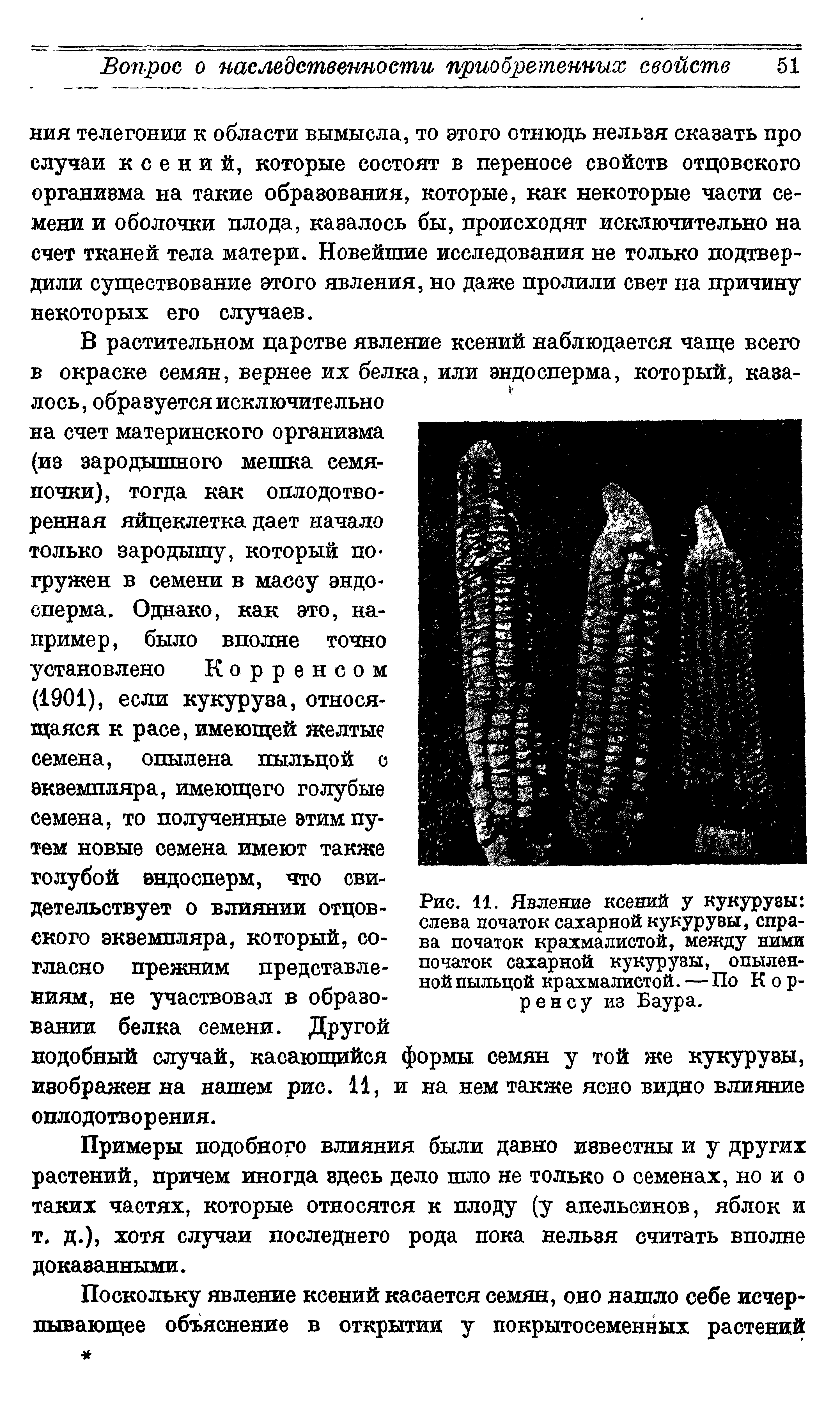 Рис. 11. Явление ксений у кукурузы слева початок сахарной кукурузы, справа початок крахмалистой, между ними початок сахарной кукурузы, опыленной пыльцой крахмалистой. — По К о р-ренсу из Баура.