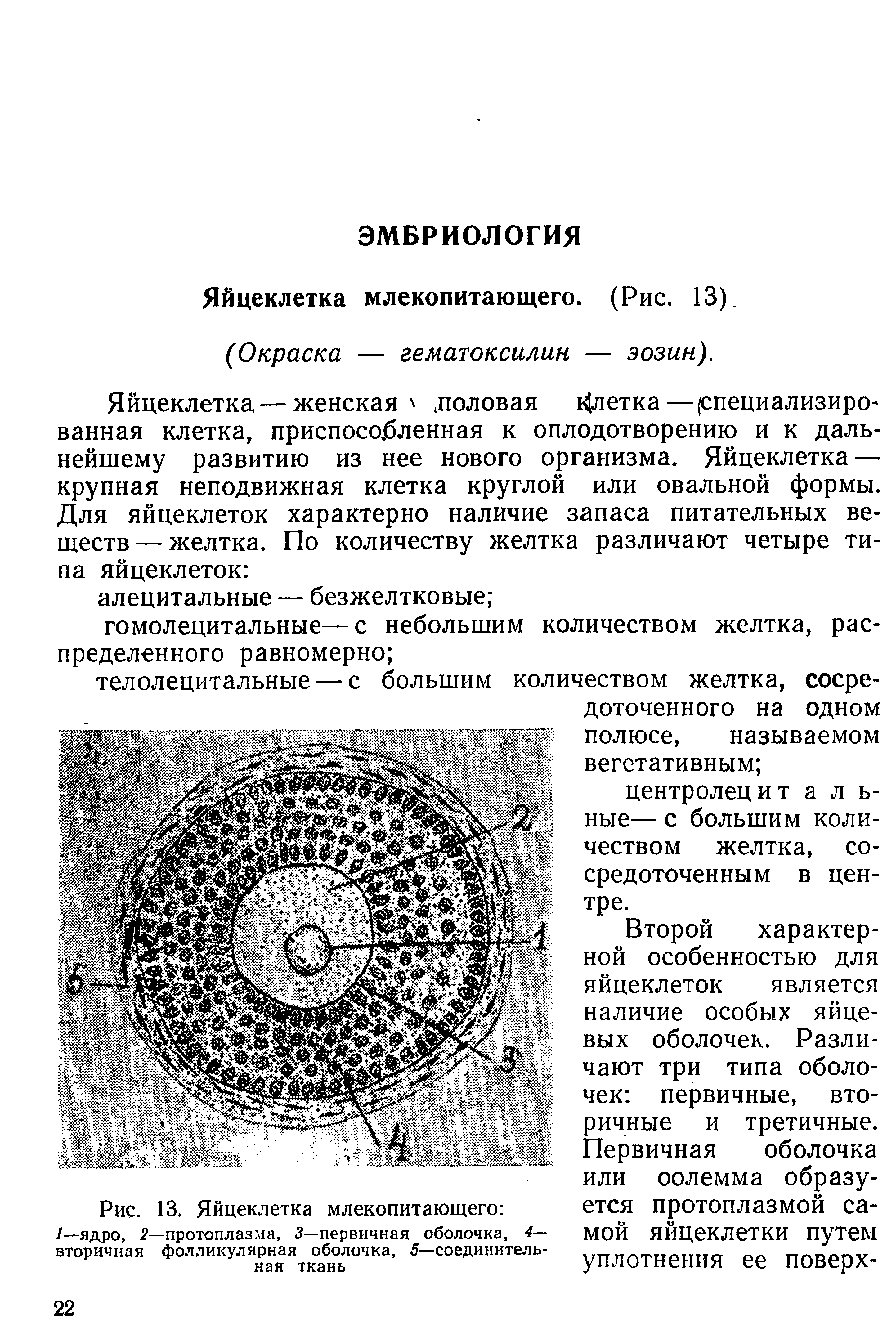 Рис. 13. Яйцеклетка млекопитающего /—ядро, 2—протоплазма, 3— первичная оболочка, 4— вторичная фолликулярная оболочка, 5—соединительная ткань...