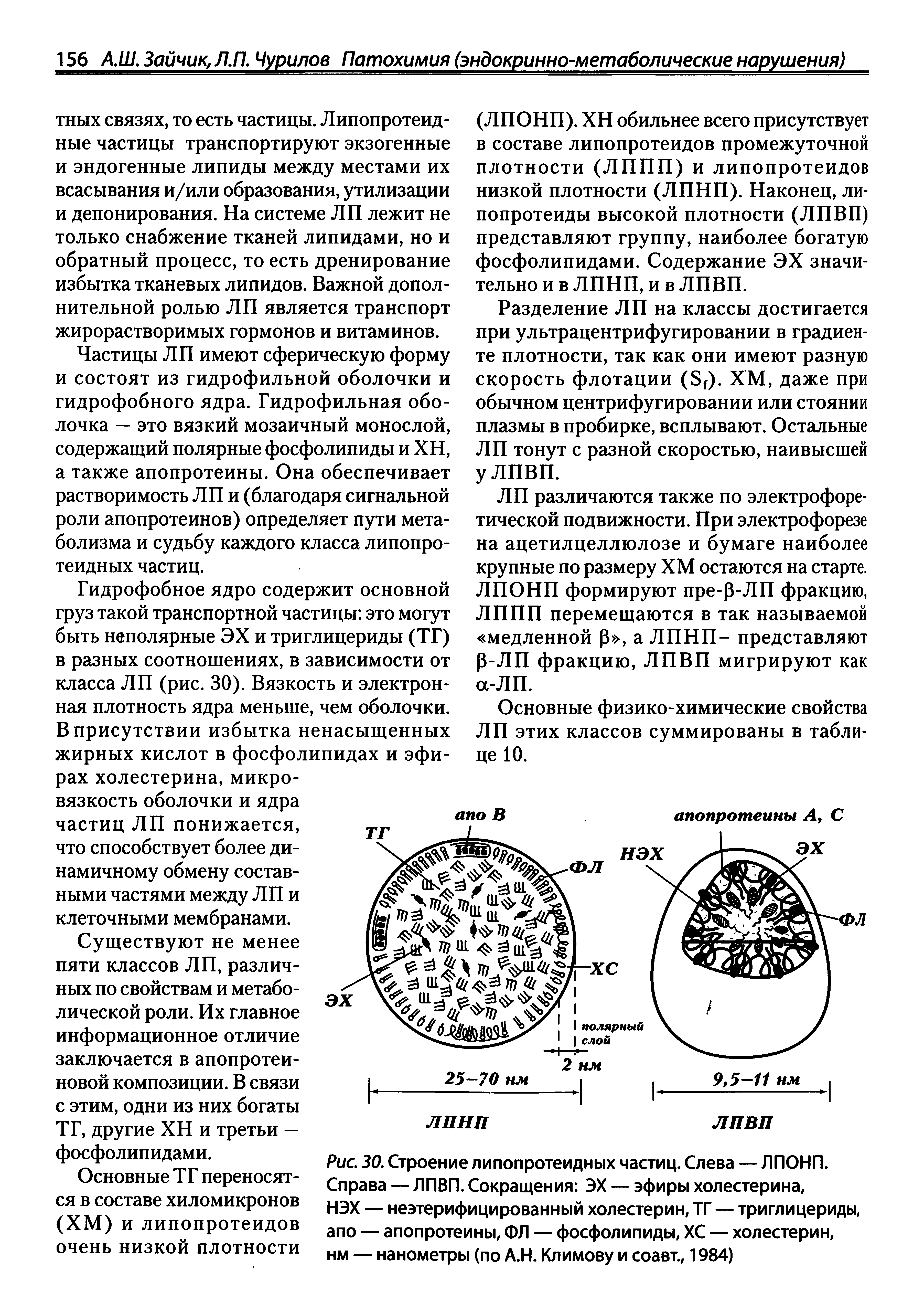 Рис. 30. Строение липопротеидных частиц. Слева — ЛПОНП. Справа — ЛПВП. Сокращения ЭХ — эфиры холестерина, НЭХ — неэтерифицированный холестерин, ТГ — триглицериды, апо — апопротеины, ФЛ — фосфолипиды, ХС — холестерин, нм — нанометры (по А.Н. Климову и соавт., 1984)...