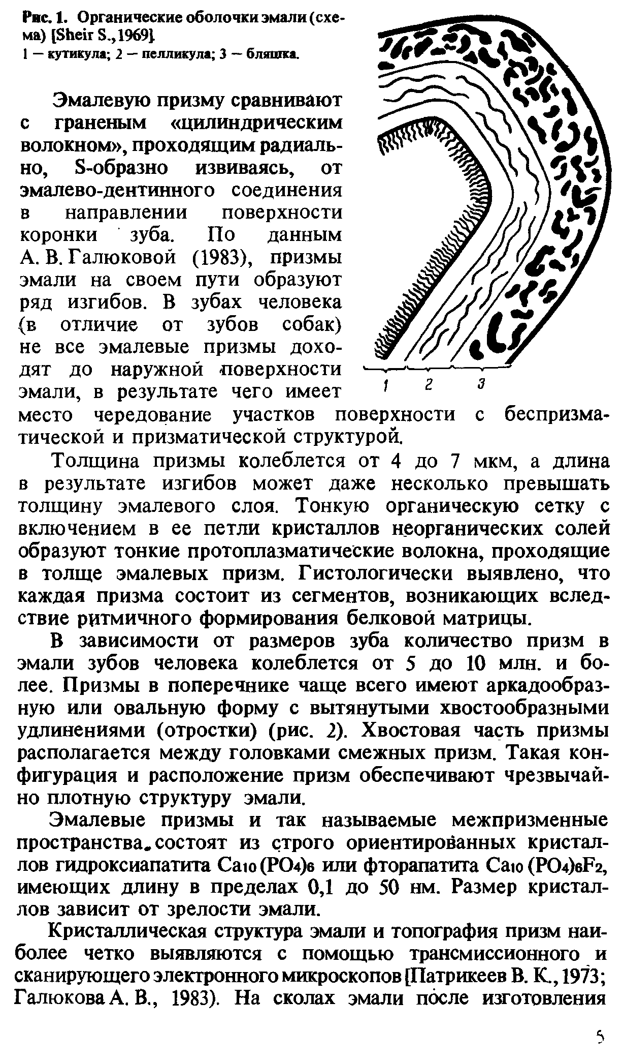 Рис. 1. Органические оболочки эмали (схема) [БЬей Б., 1969) 1 — кутикула 2 — пелликула 3 — бляшка.