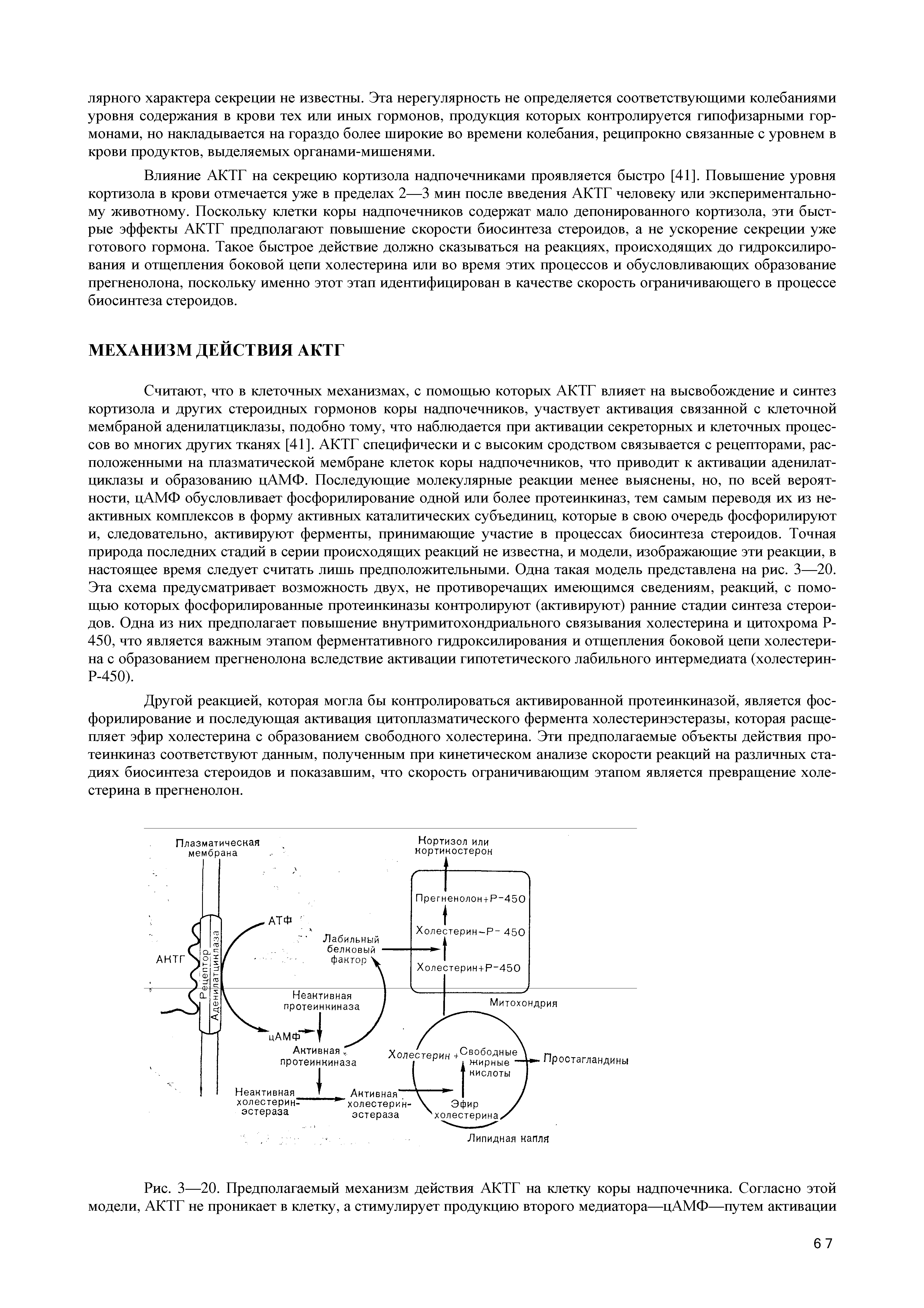 Рис. 3—20. Предполагаемый механизм действия АКТГ на клетку коры надпочечника. Согласно этой модели, АКТГ не проникает в клетку, а стимулирует продукцию второго медиатора—цАМФ—путем активации...