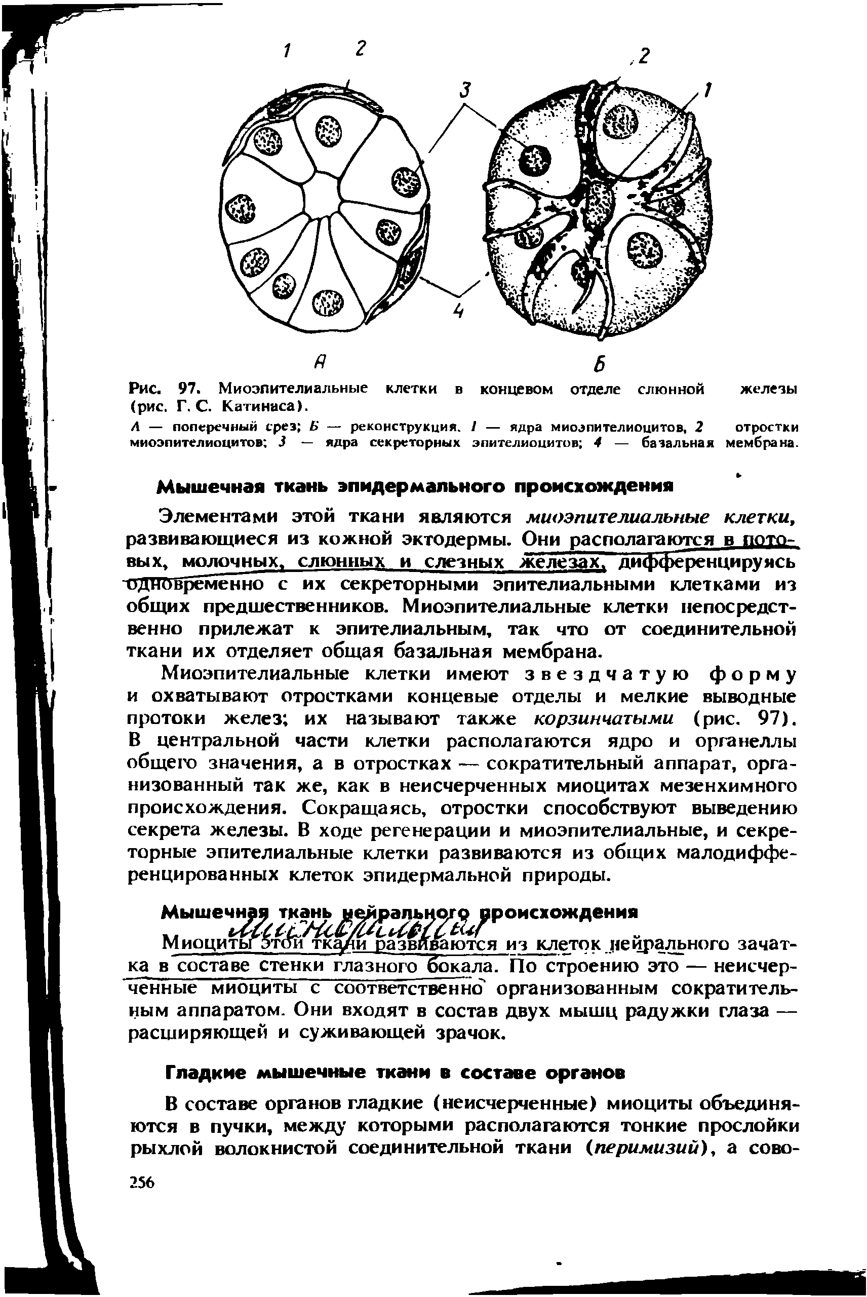 Рис. 97. Миоэпителиальные клетки в концевом отделе слюнной железы (рис. Г. С. Катинаса).