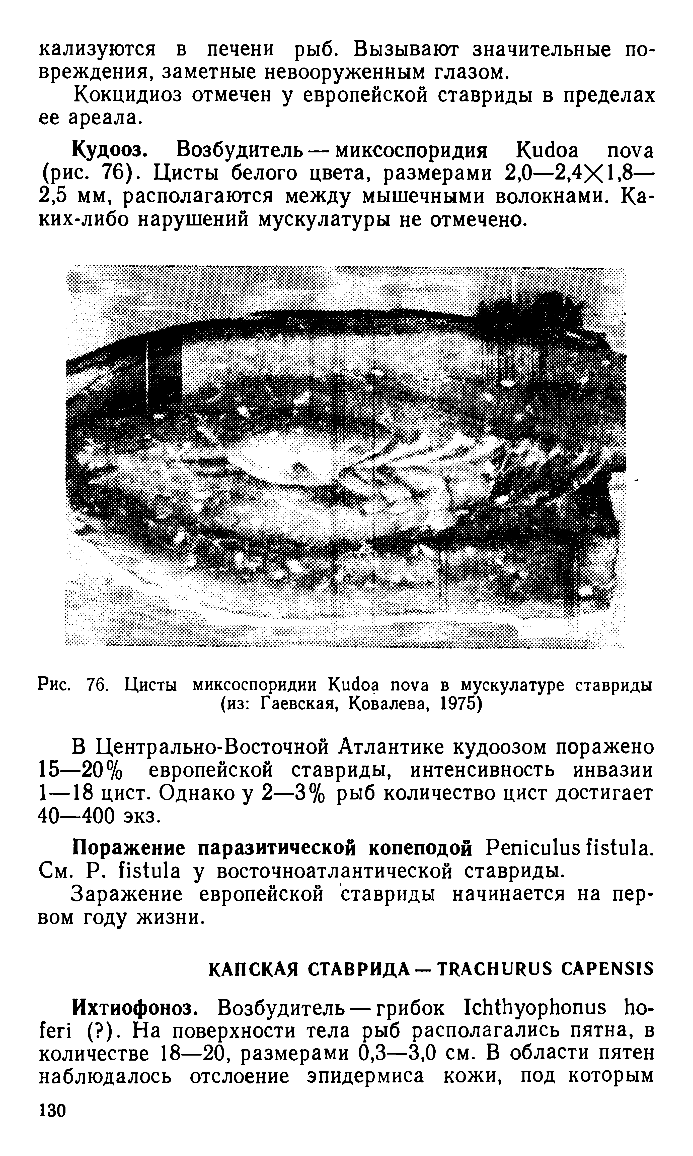 Рис. 76. Цисты миксоспоридии K в мускулатуре ставриды (из Гаевская, Ковалева, 1975)...