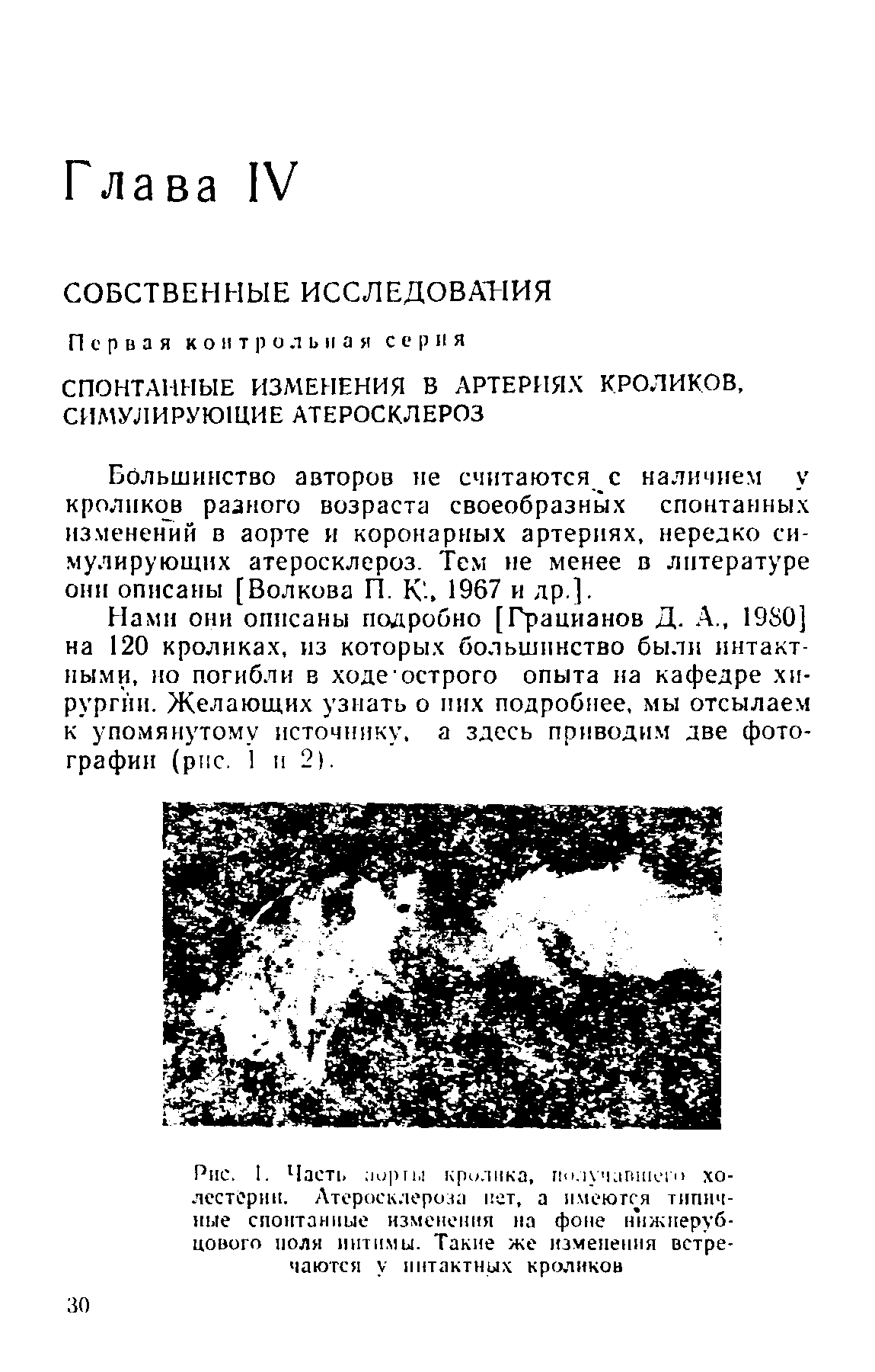 Рис. 1. Часть лоргы кролика, получавшего холестерин. Атеросклероза пет, а имеются типичные спонтанные изменения на фоне ннжперуб-цового ноля интимы. Такие же изменения встречаются у интактных кроликов...