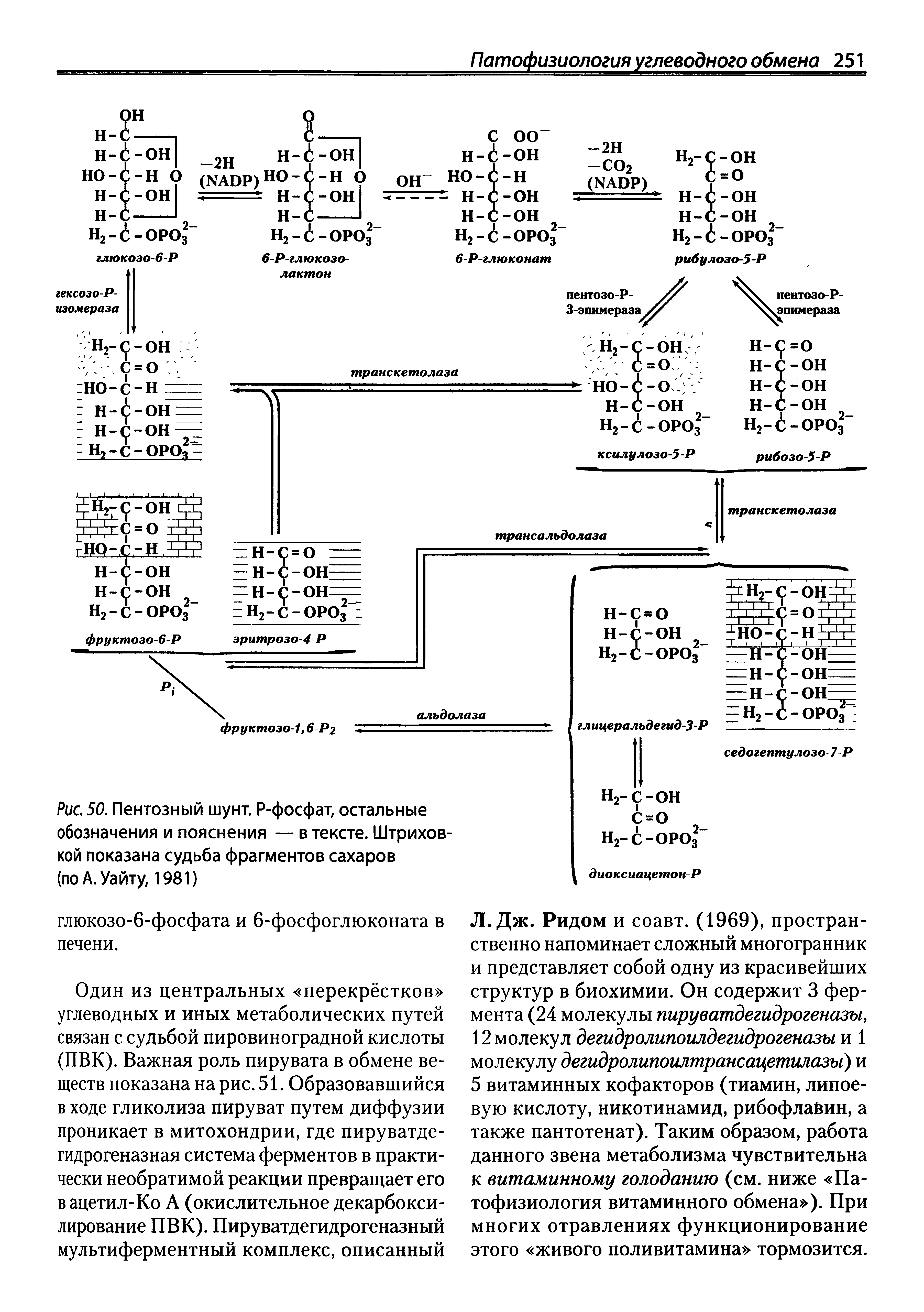 Рис. 50. Пентозный шунт. Р-фосфат, остальные обозначения и пояснения — в тексте. Штриховкой показана судьба фрагментов сахаров (по А. Уайту, 1981)...