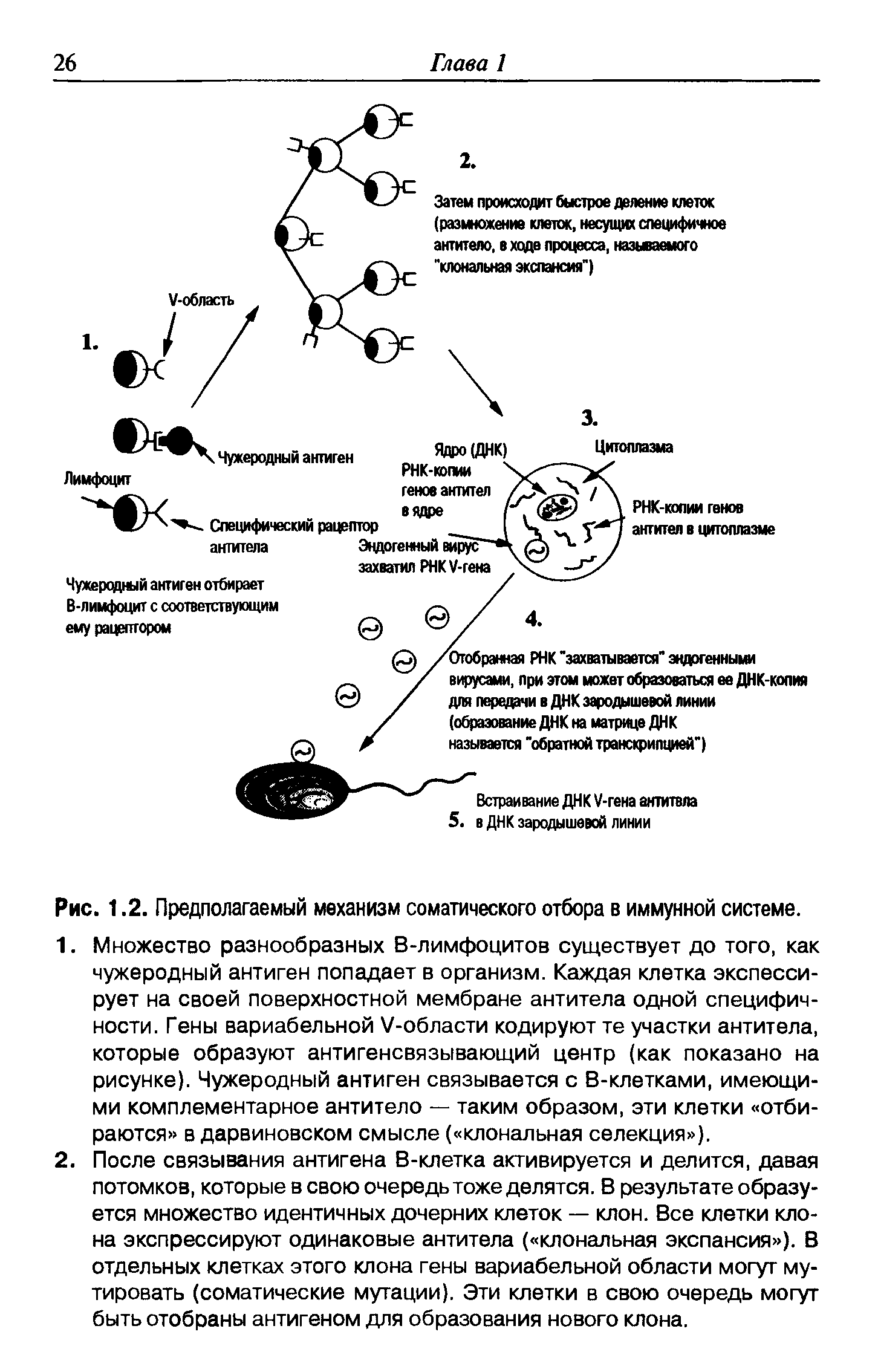 Рис. 1.2. Предполагаемый механизм соматического отбора в иммунной системе.