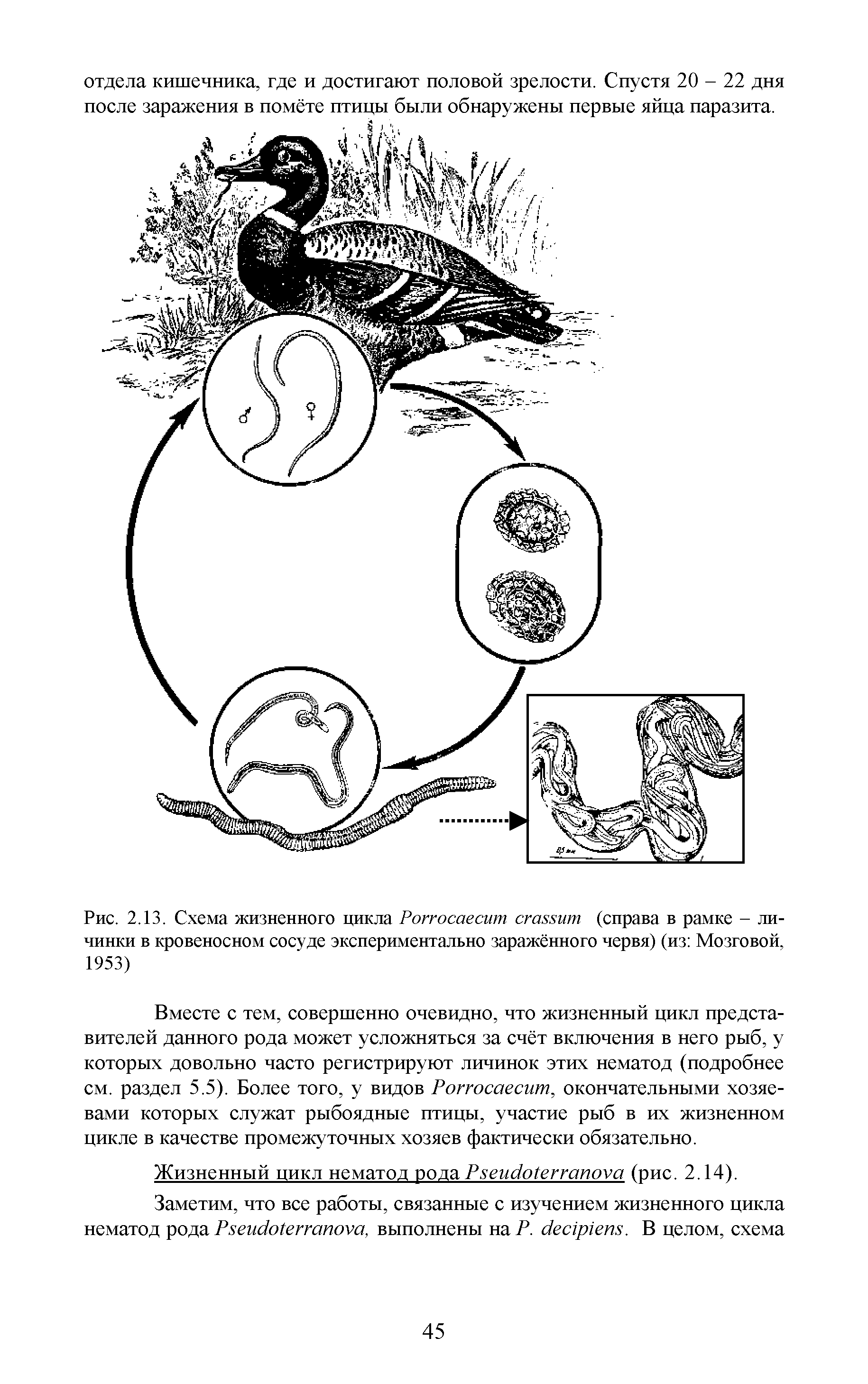 Рис. 2.13. Схема жизненного цикла Роггосаесит сгсшит (справа в рамке - личинки в кровеносном сосуде экспериментально заражённого червя) (из Мозговой, 1953)...