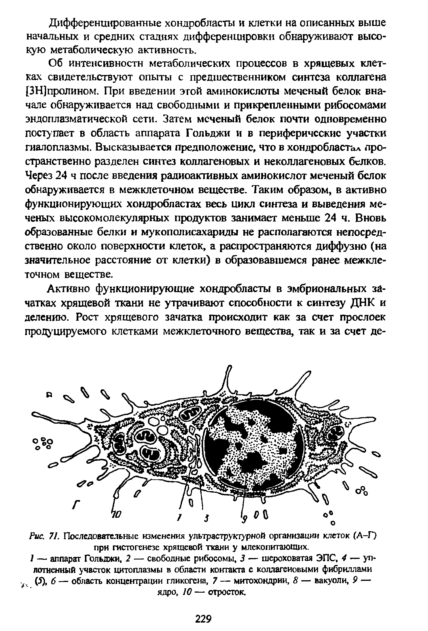 Рис. 71. Последовательные изменения ультраструктурной организации клеток (А-Г) при гистогенезе хрящевой ткани у млекопитающих.