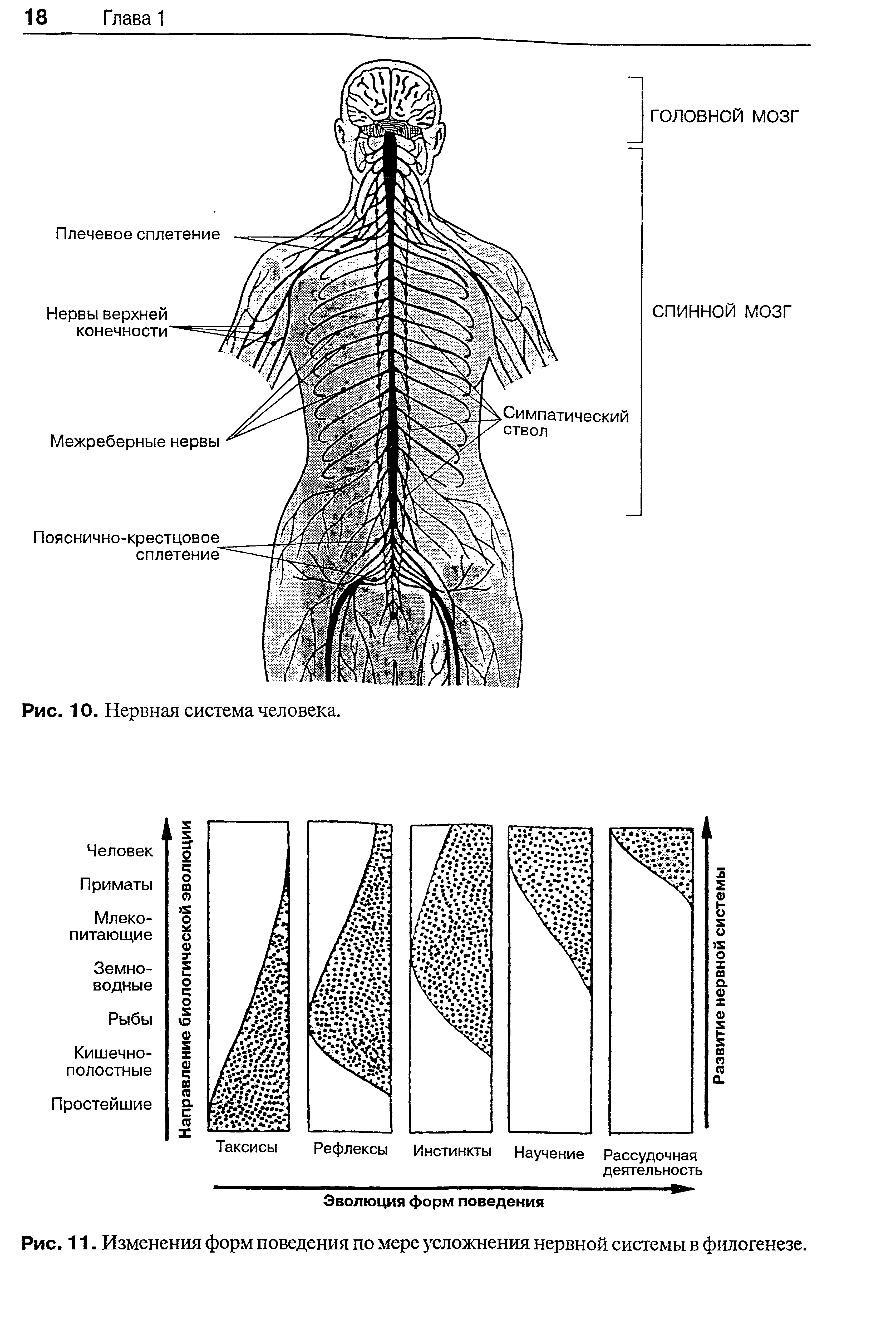 Рис. 11. Изменения форм поведения по мере усложнения нервной системы в филогенезе.