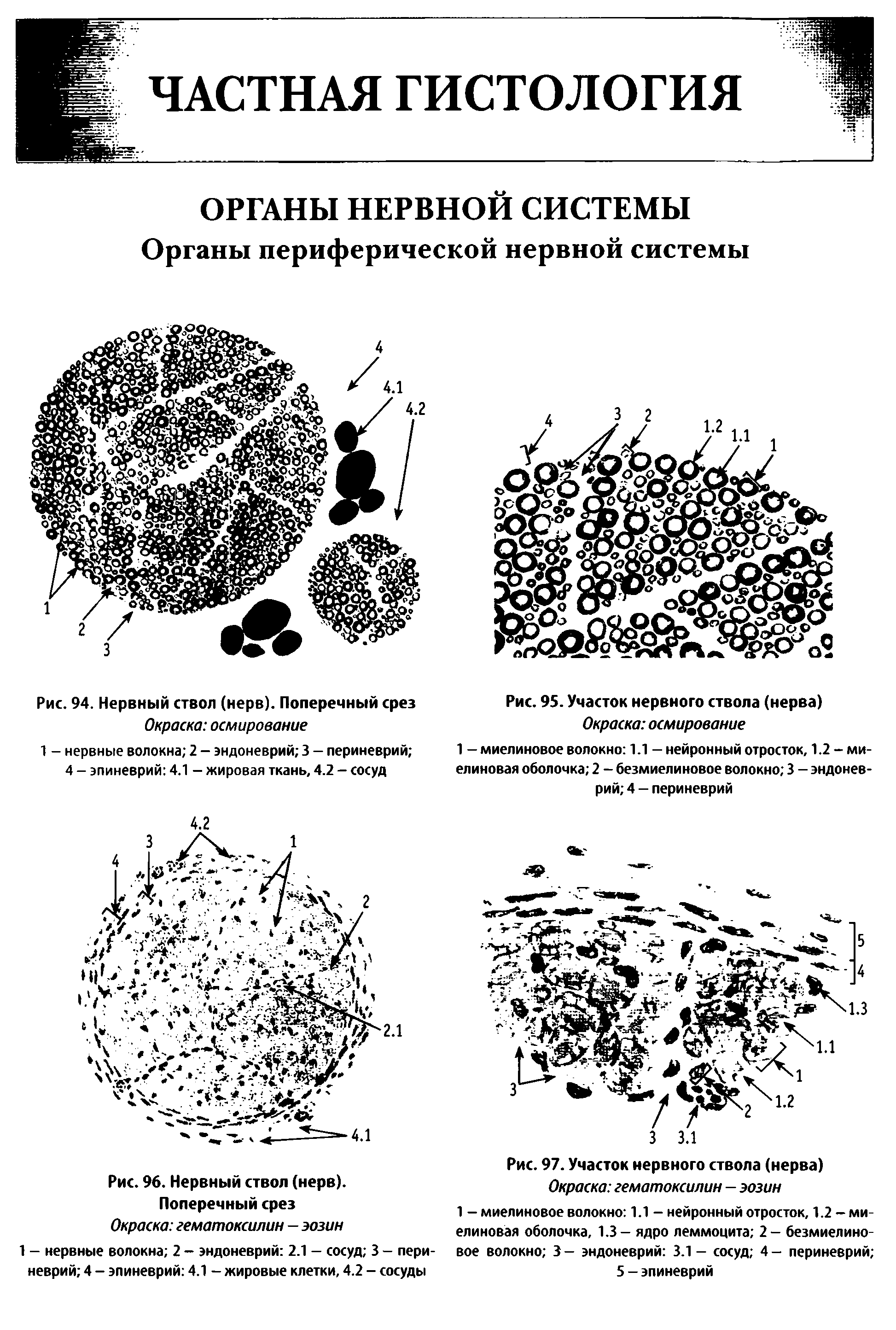 Рис. 95. Участок нервного ствола (нерва) Окраска осмирование...