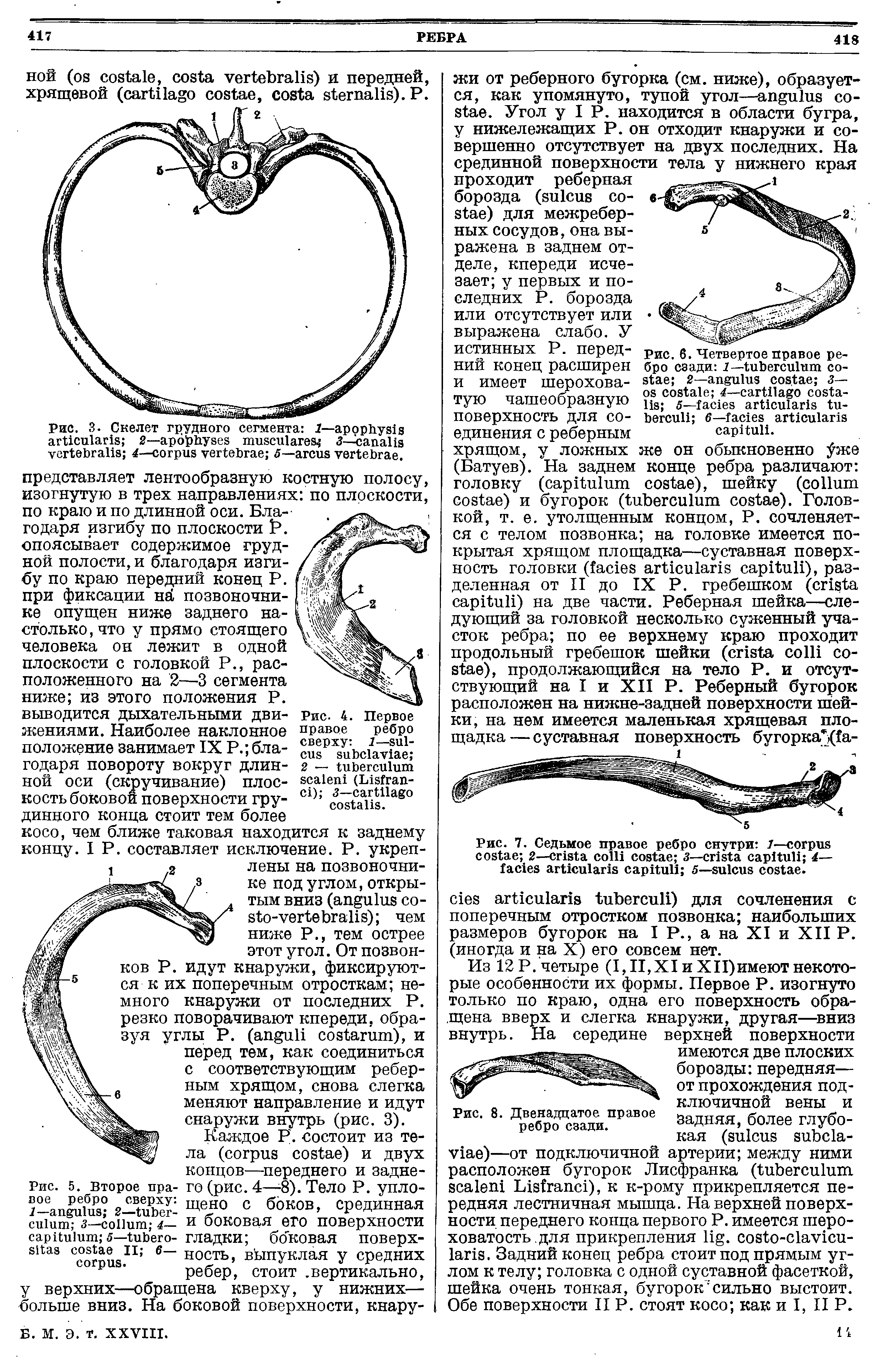 Рис. 5. Второе правое ребро сверху 1— 2— 3— 4— 5— II 6— .