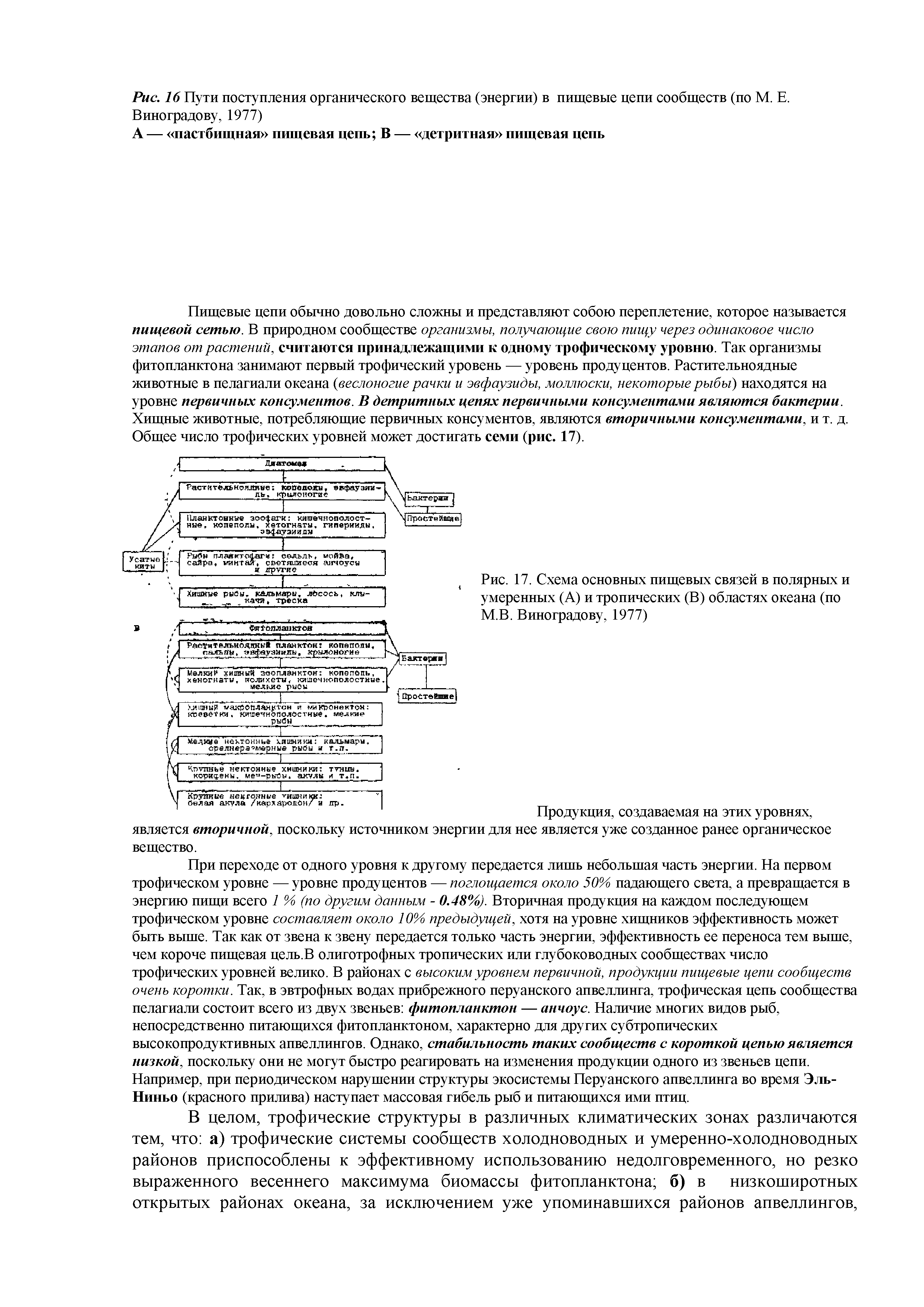 Рис. 17. Схема основных пищевых связей в полярных и умеренных (А) и тропических (В) областях океана (по М.В. Виноградову, 1977)...
