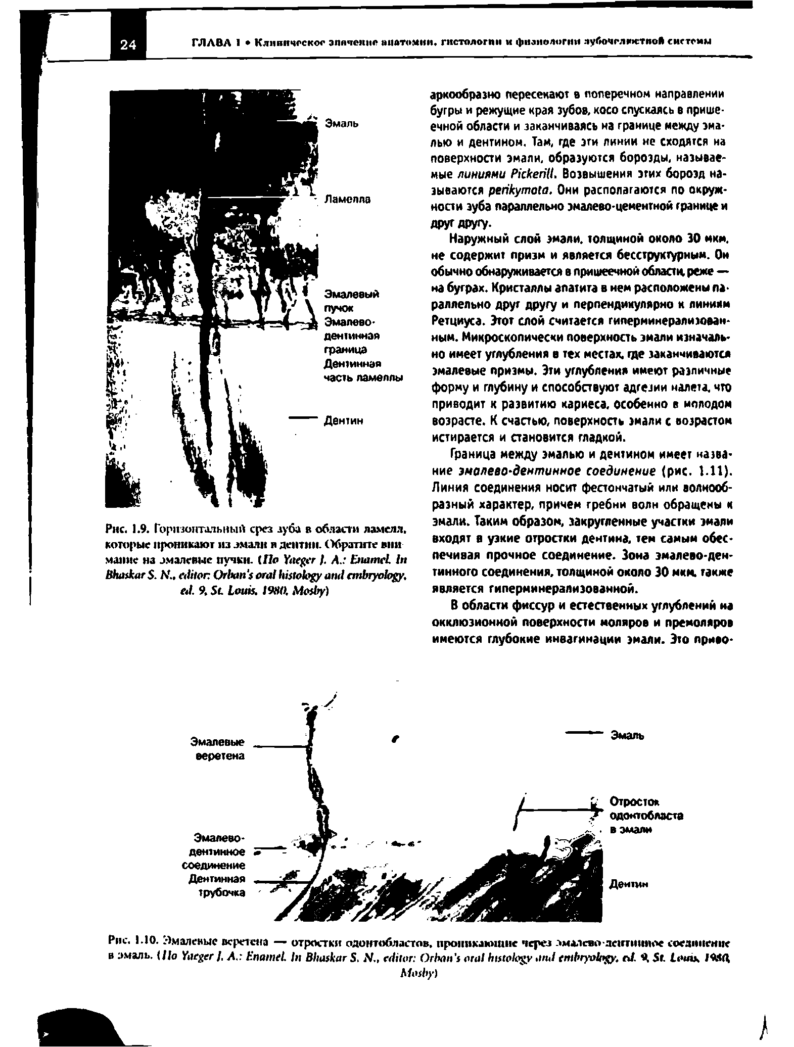 Рис. 1.10. Эмалевые веретена — отростки одонтобластов. проникающие через змалсяо-дентинное соединение в эмаль. (По Y ]. Л. E . I B S, N O , . Я S .