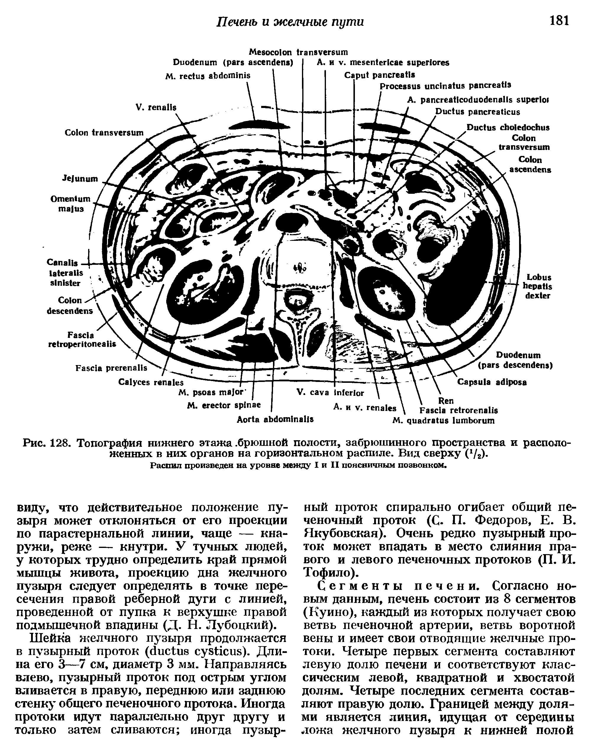 Рис. 128. Топография нижнего этажа. брюшной полости, забрюшинного пространства и расположенных в них органов на горизонтальном распиле. Вид сверху ( /г).