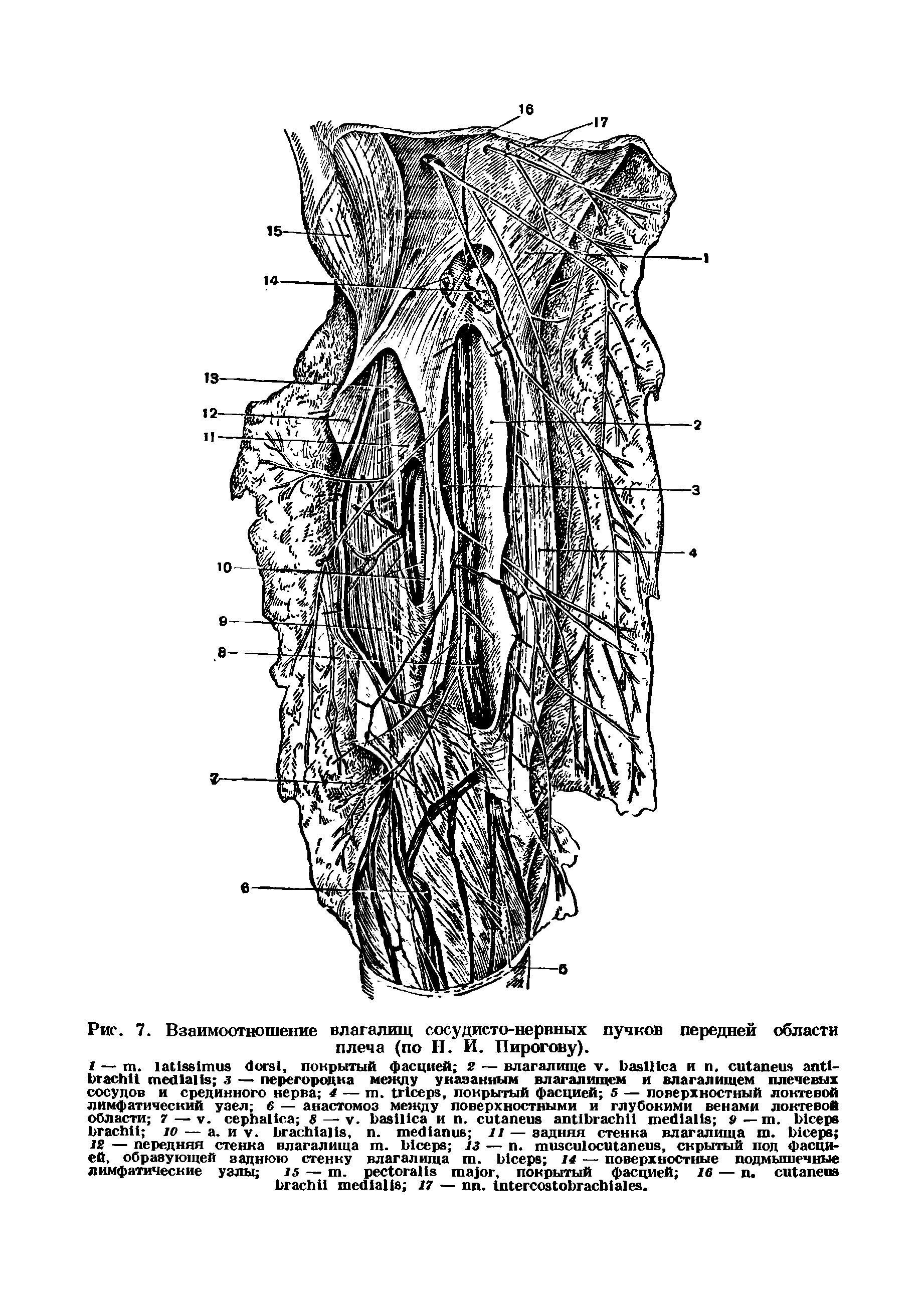 Рис. 7. Взаимоотношение влагалищ сосудисто-нервных пучков передней области плеча (по Н. И. Пирогову).