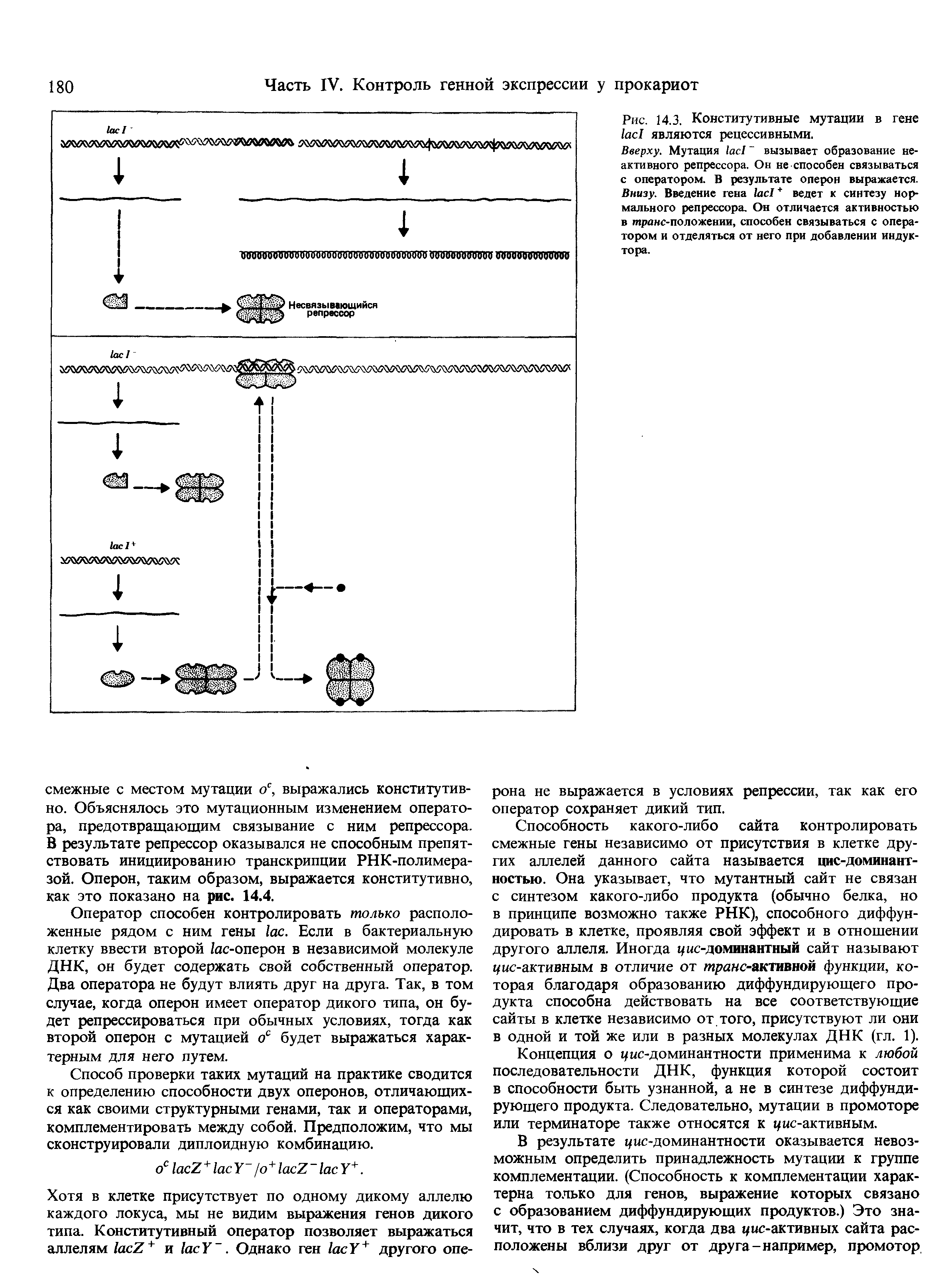 Рис. 14.3. Конститутивные мутации в гене являются рецессивными.