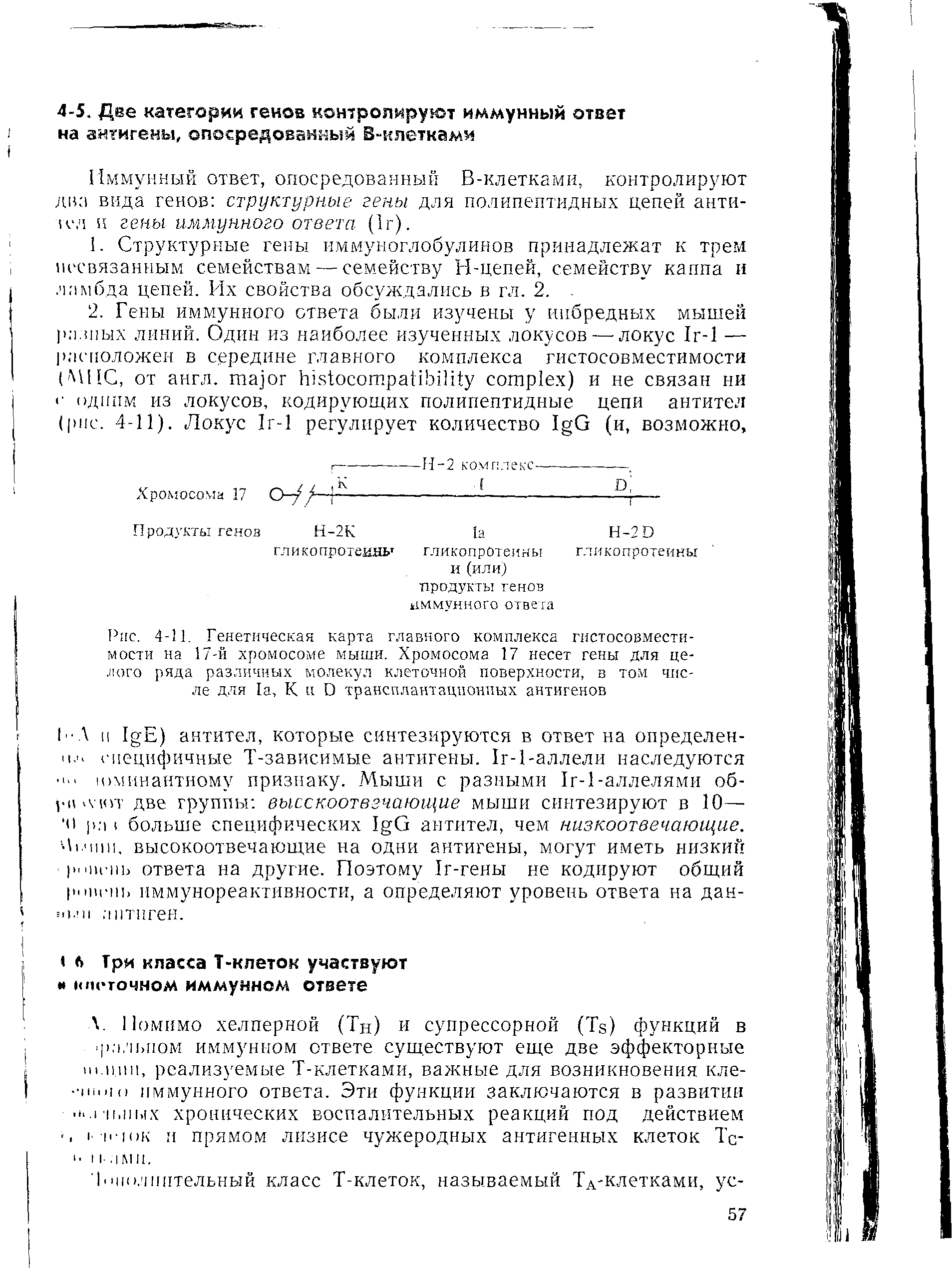 Рис. 4-11. Генетическая карта главного комплекса гистосовместимости на 17-й хромосоме мыши. Хромосома 17 несет гены для целого ряда различных молекул клеточной поверхности, в том числе для 1а, К и D трансплантационных антигенов...