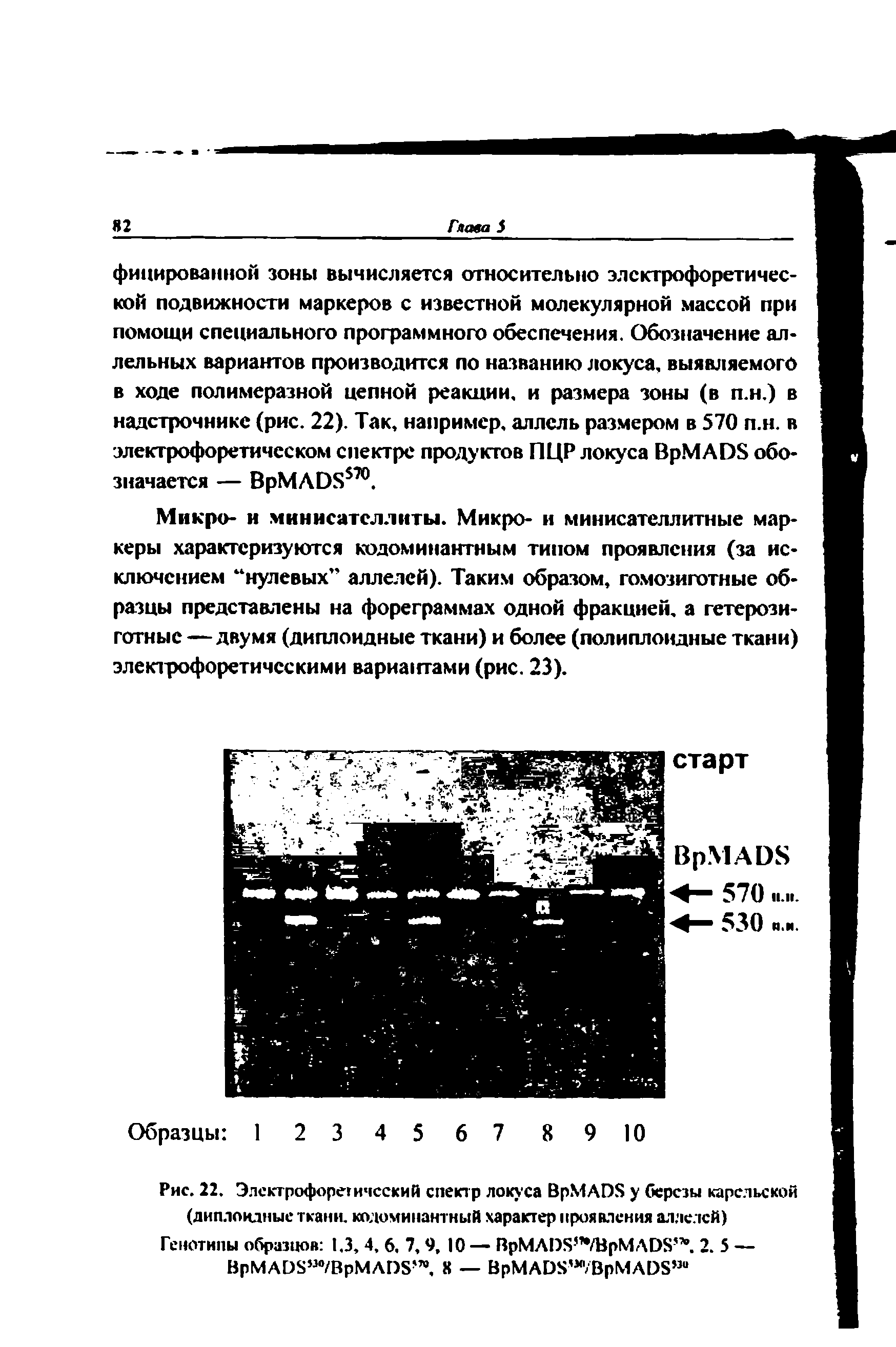 Рис. 22. Электрофоре ичсский спектр локуса ВрМАВЯ у березы карельской (диплоидные ткани, кодоминантный характер проявления аллелей)...