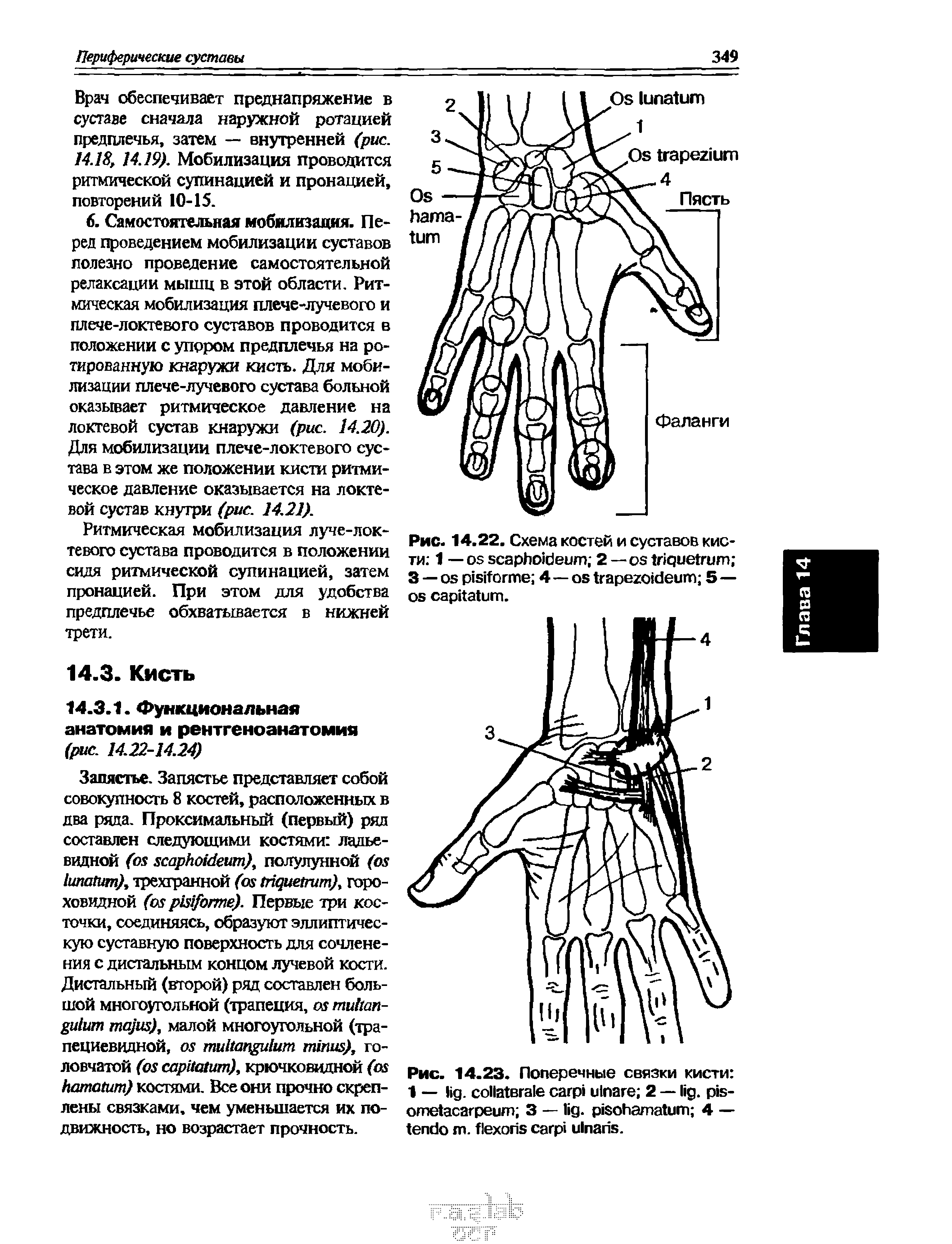 Рис. 14.22. Схема костей и суставов кисти 1 — 2— 3 — 4— 5— .