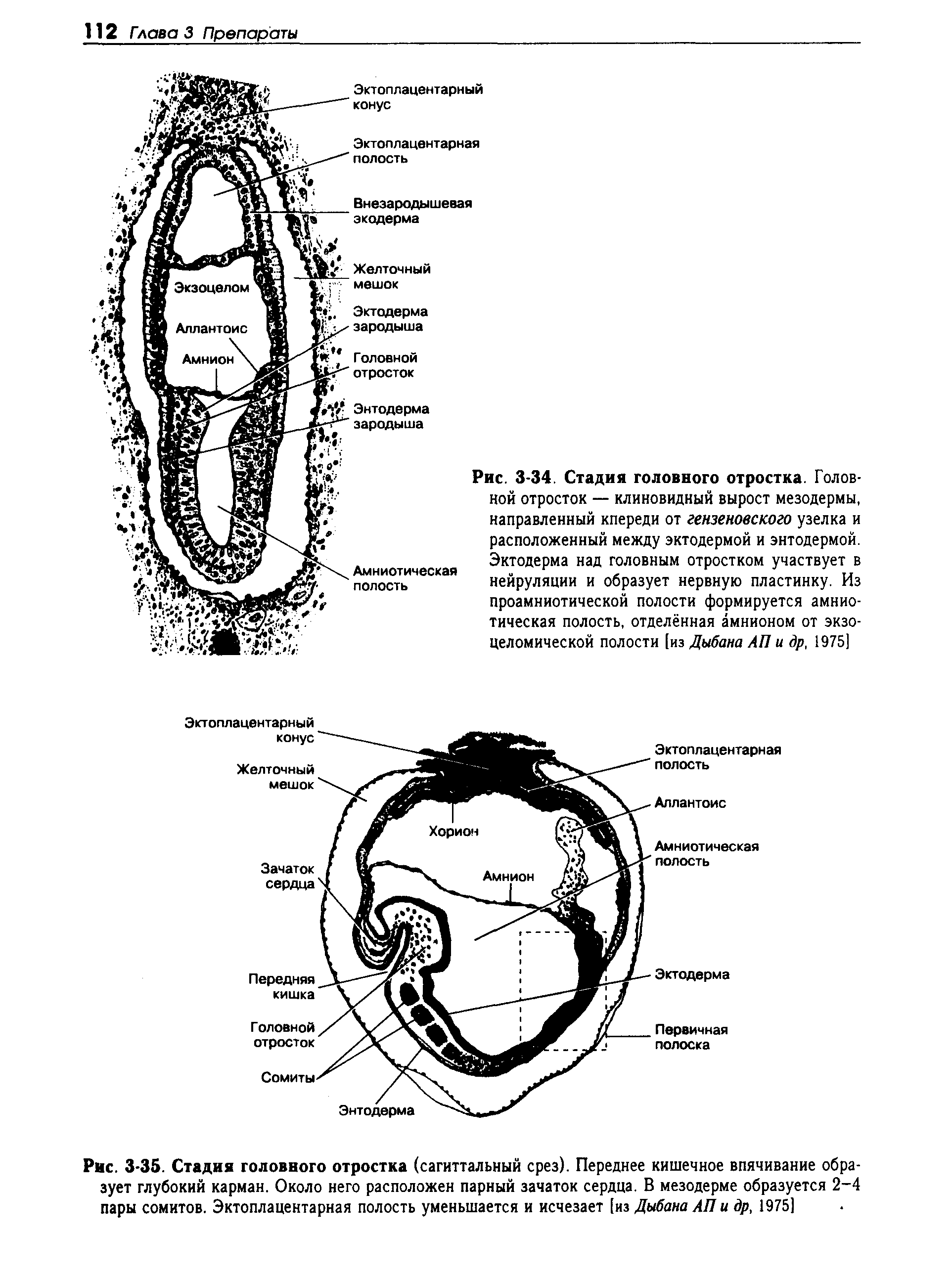 Рис. 3-35. Стадия головного отростка (сагиттальный срез). Переднее кишечное впячивание образует глубокий карман. Около него расположен парный зачаток сердца. В мезодерме образуется 2-4 пары сомитов. Эктоплацентарная полость уменьшается и исчезает [из Дыбана АП и др, 1975]...