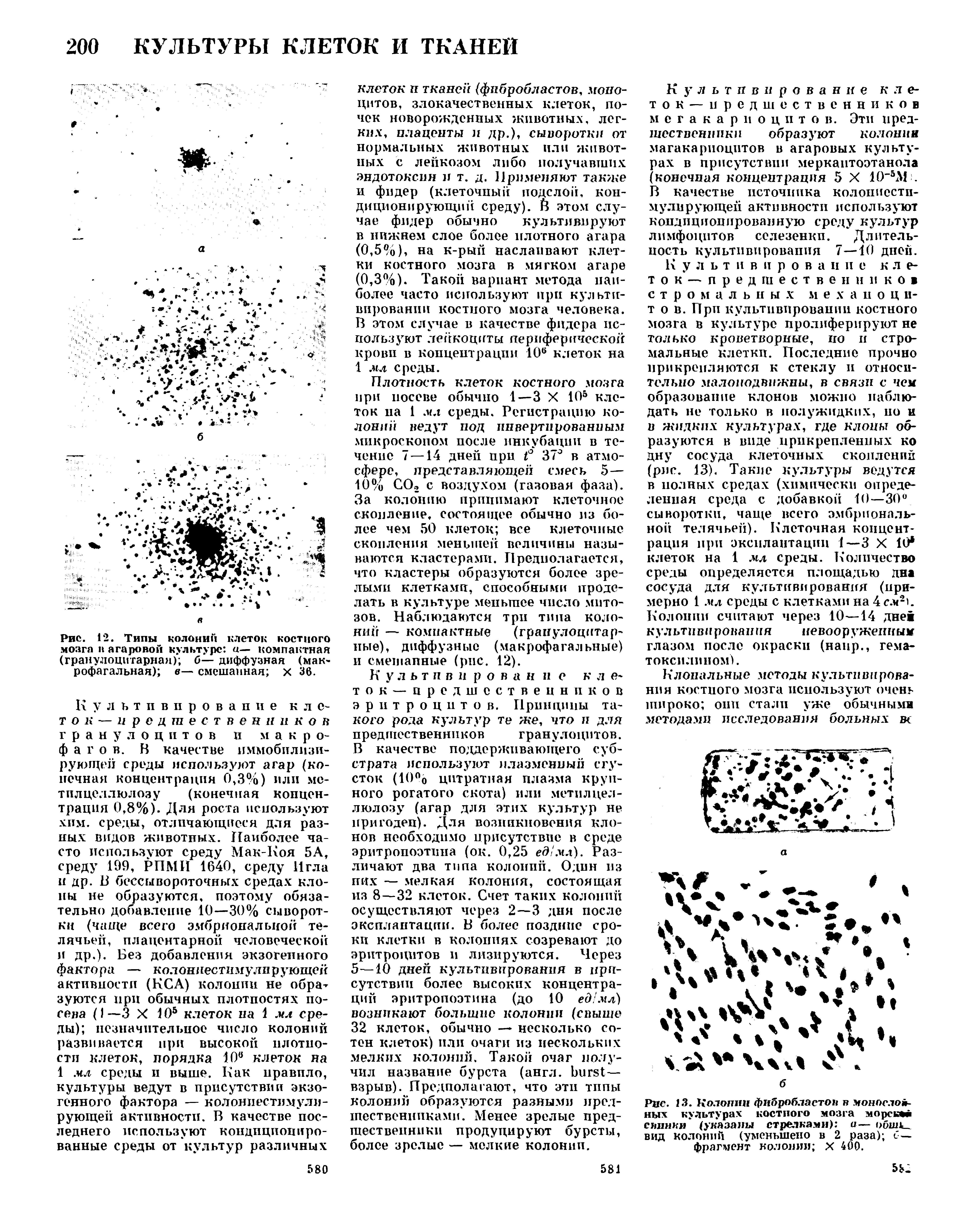 Рис. 13. Колонии фибробластов в моноелол-ных культурах костного мозга морской свинки (указаны стрелками) и— обшк вид колоний (уменьшено в 2 раза) б— фрагмент колонии X 400.