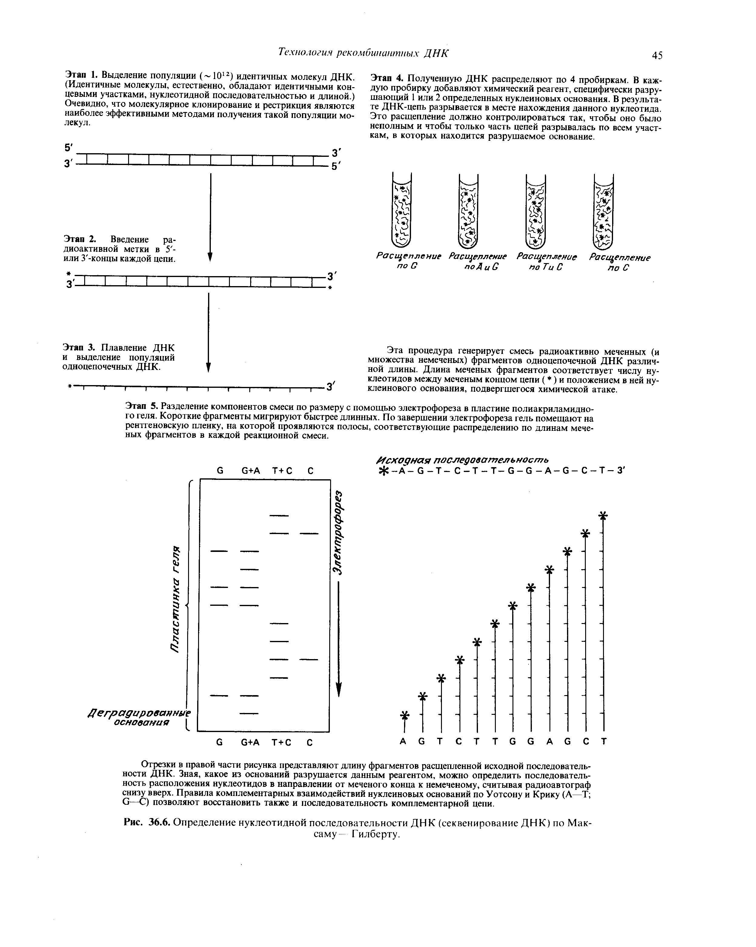 Рис. 36.6. Определение нуклеотидной последовательности ДНК (секвенирование ДНК) по Максиму- Гилберту.
