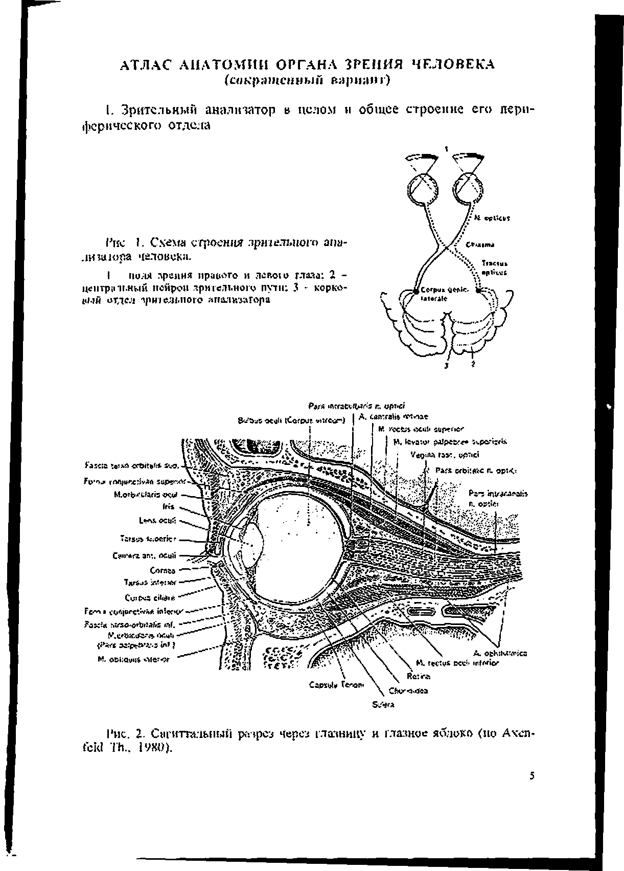 Рис. 2- Сагиттальный разрез через глазнику и глазное яблоко (по Ахеп- T .. 19X0).
