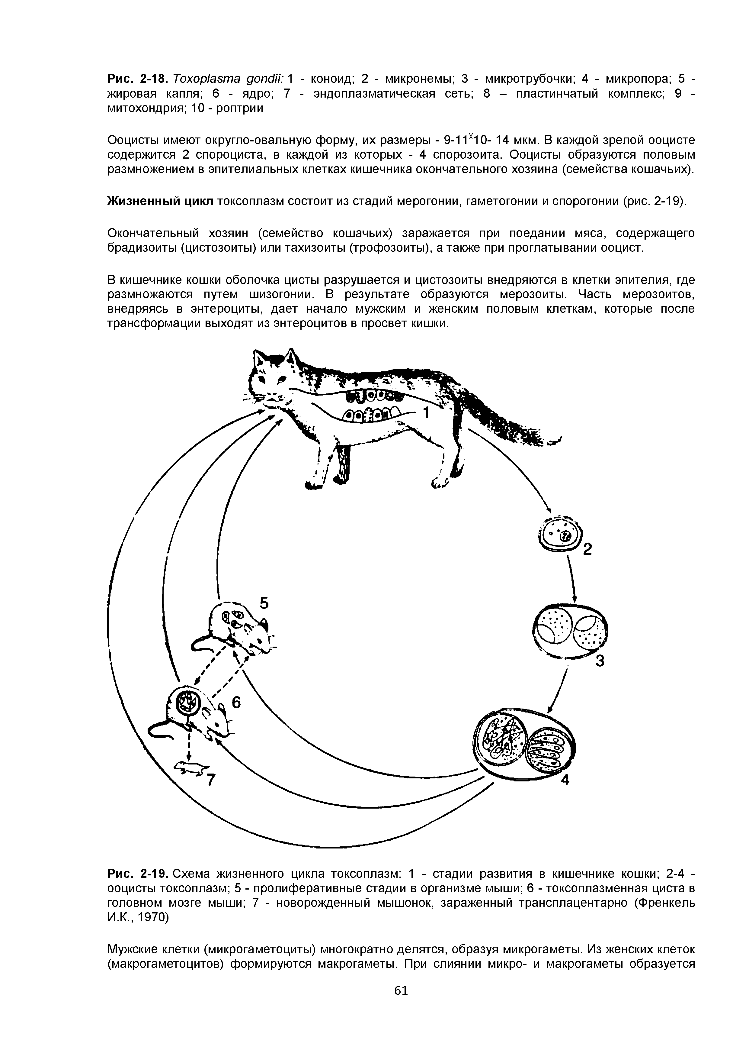 Рис. 2-19. Схема жизненного цикла токсоплазм 1 - стадии развития в кишечнике кошки 2-4 -ооцисты токсоплазм 5 - пролиферативные стадии в организме мыши 6 - токсоплазменная циста в головном мозге мыши 7 - новорожденный мышонок, зараженный трансплацентарно (Френкель И.К., 1970)...
