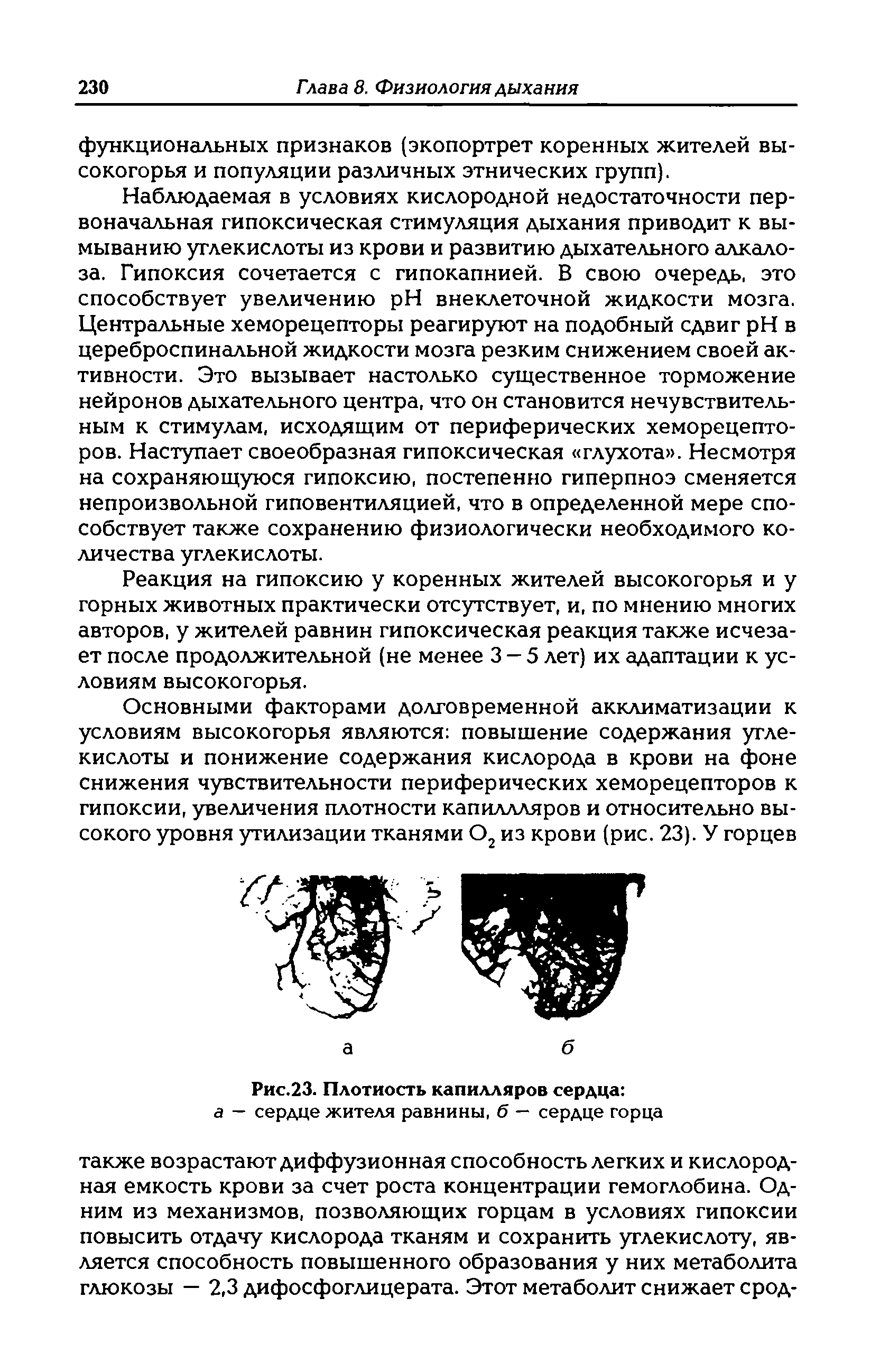 Рис.23. Плотность капилляров сердца а — сердце жителя равнины, б — сердце горца...