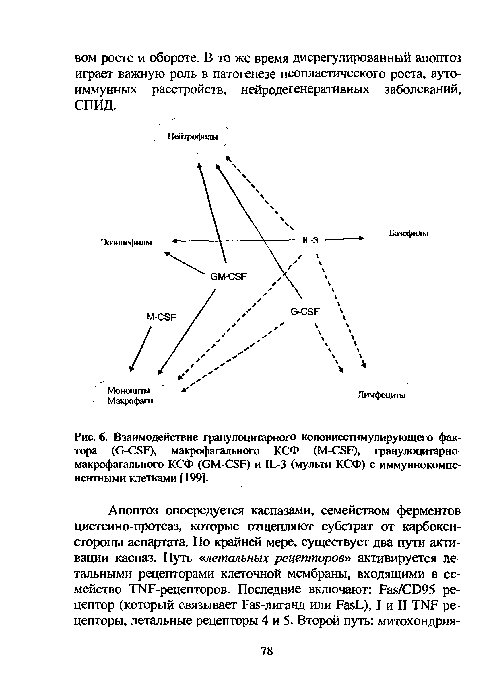 Рис. 6. Взаимодействие гранулоцитарного колониестимулирующего фактора (G-CSF), макрофагального КСФ (М-CSF), гранулоцитарномакрофагального КСФ (GM-CSF) и IL-3 (мульти КСФ) с иммуннокомпе-нентными клетками [199].