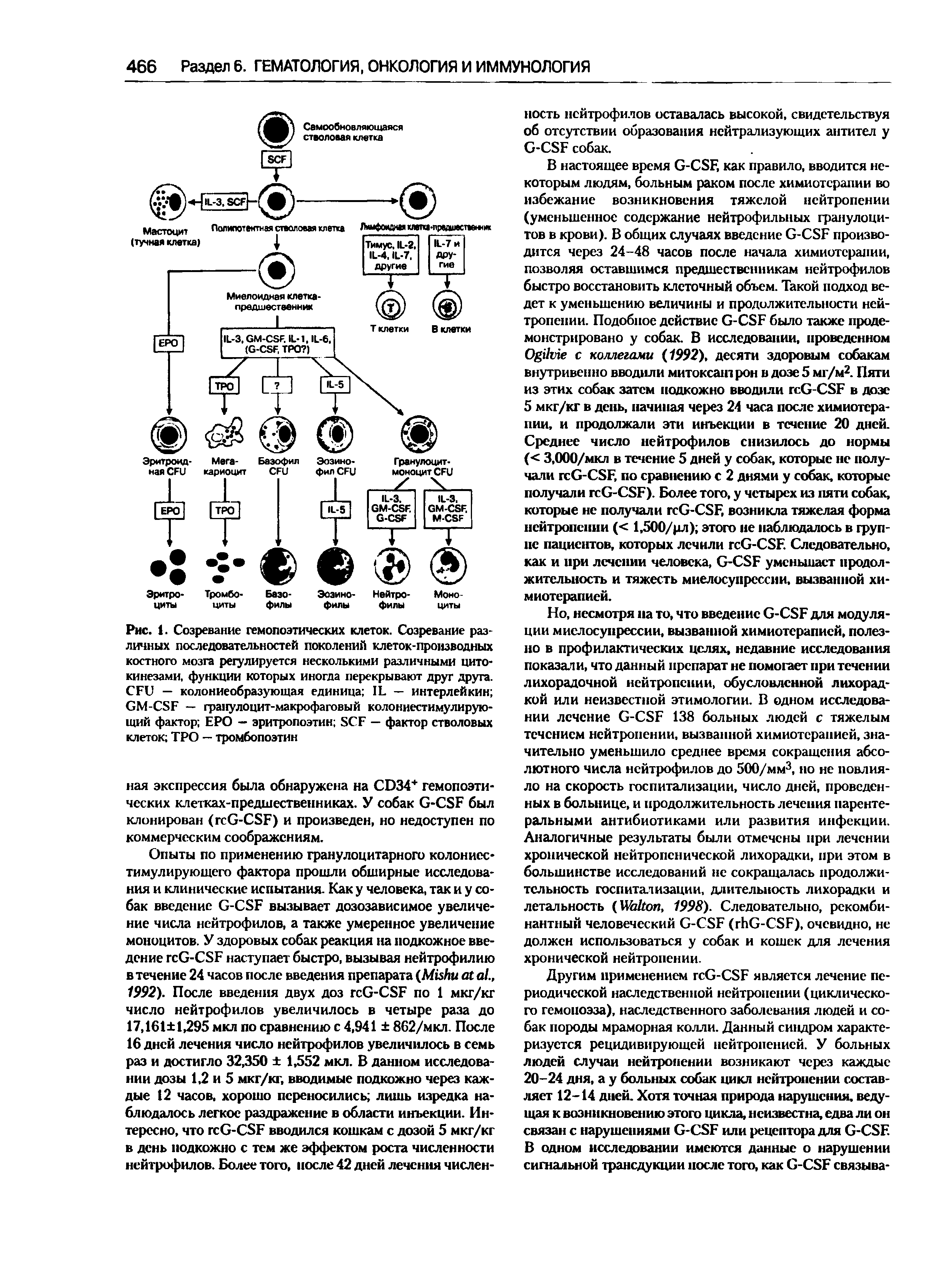 Рис. 1. Созревание гемопоэтических клеток. Созревание различных последовательностей поколений клеток-производных костного мозга регулируется несколькими различными цитокинезами, функции которых иногда перекрывают друг друга. CFU — колониеобразующая единица IL — интерлейкин GM-CSF — гранулоцит-макрофаговый колониестимулирующий фактор ЕРО — эритропоэтин SCF — фактор стволовых клеток ТРО — тромбопоэтин...