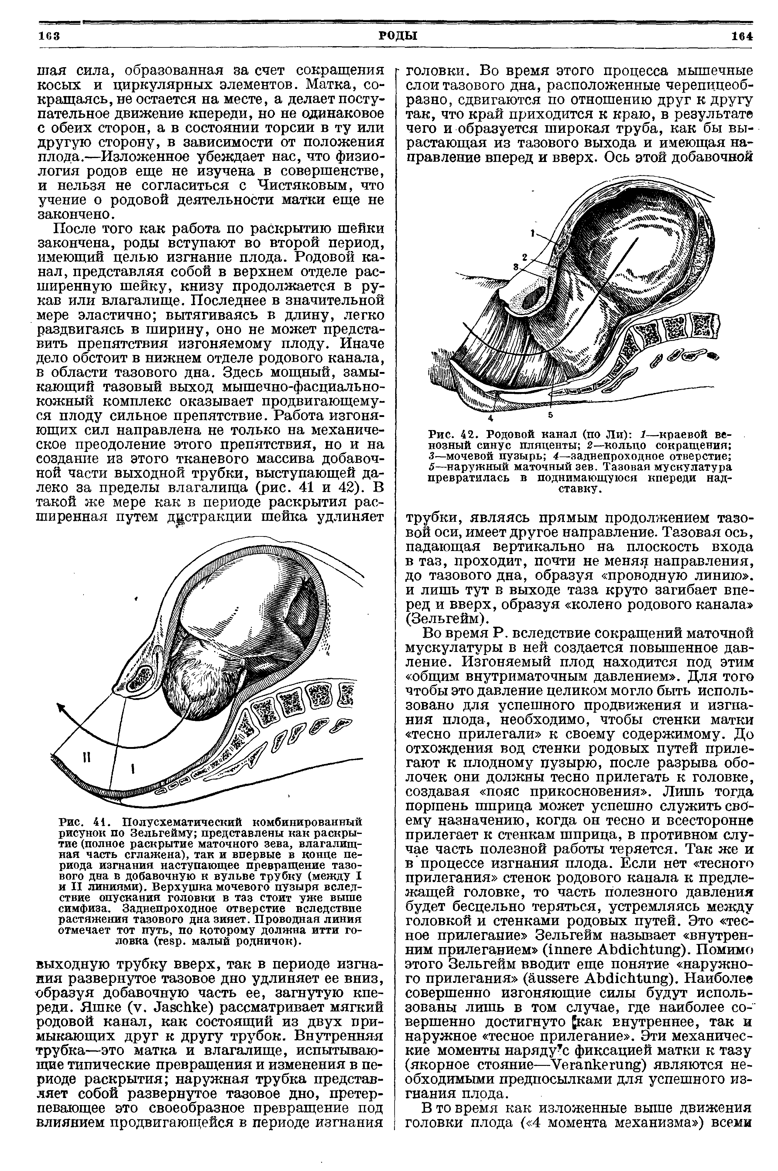 Рис. 42. Родовой канал (по Ли) 1—краевой венозный синус пляценты 2—кольцо сокращения 3—мочевой пузырь 4—заднепроходное отверстие 5—наружный маточный зев. Тазовая мускулатура превратилась в поднимающуюся кпереди надставку.