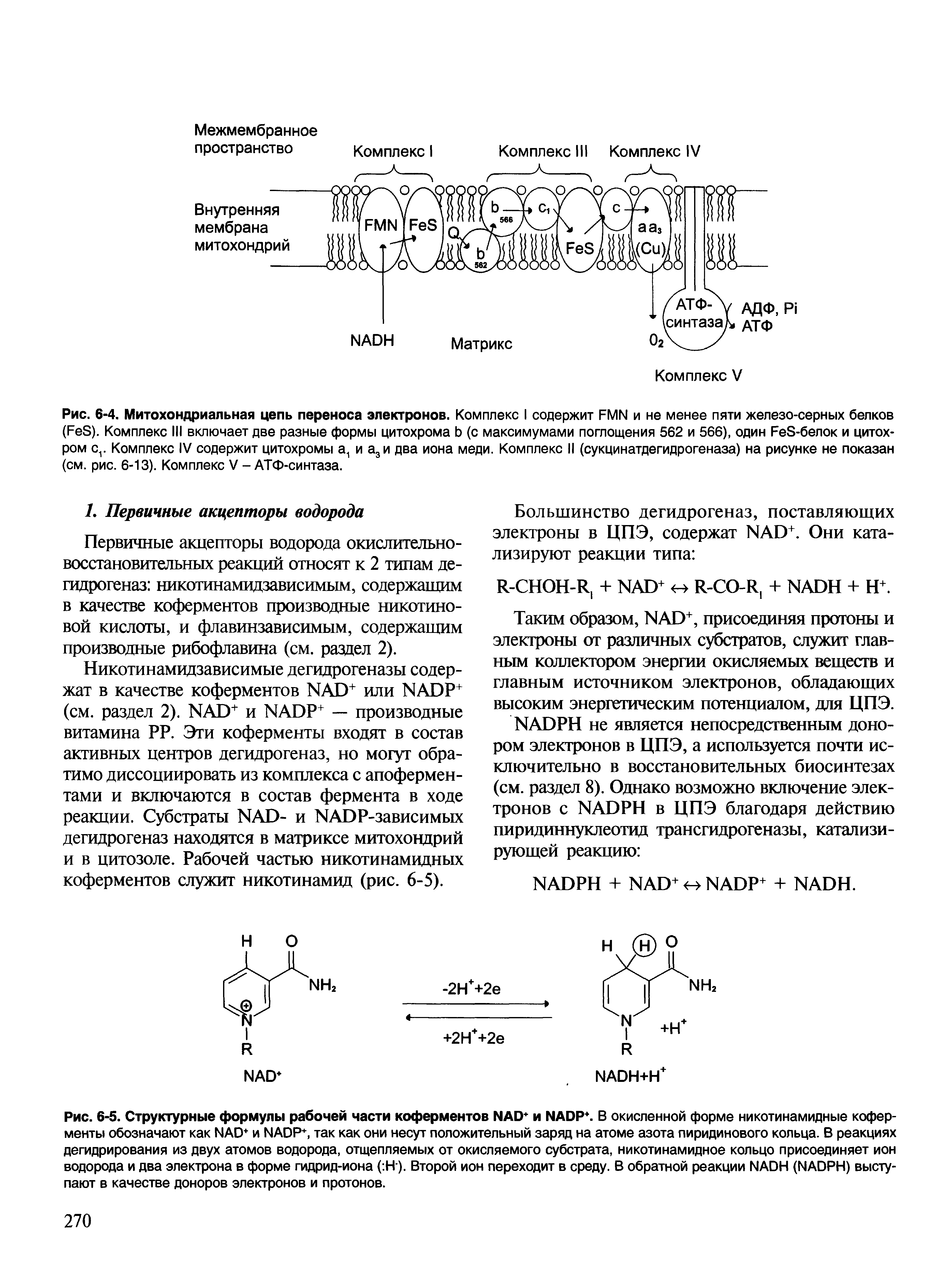 Рис. 6-4. Митохондриальная цепь переноса электронов. Комплекс I содержит FMN и не менее пяти железо-серных белков (F S). Комплекс III включает две разные формы цитохрома (с максимумами поглощения 562 и 566), один F S-белок и цитохром сг Комплекс IV содержит цитохромы а1 и а3и два иона меди. Комплекс II (сукцинатдегидрогеназа) на рисунке не показан (см. рис. 6-13). Комплекс V - АТФ-синтаза.